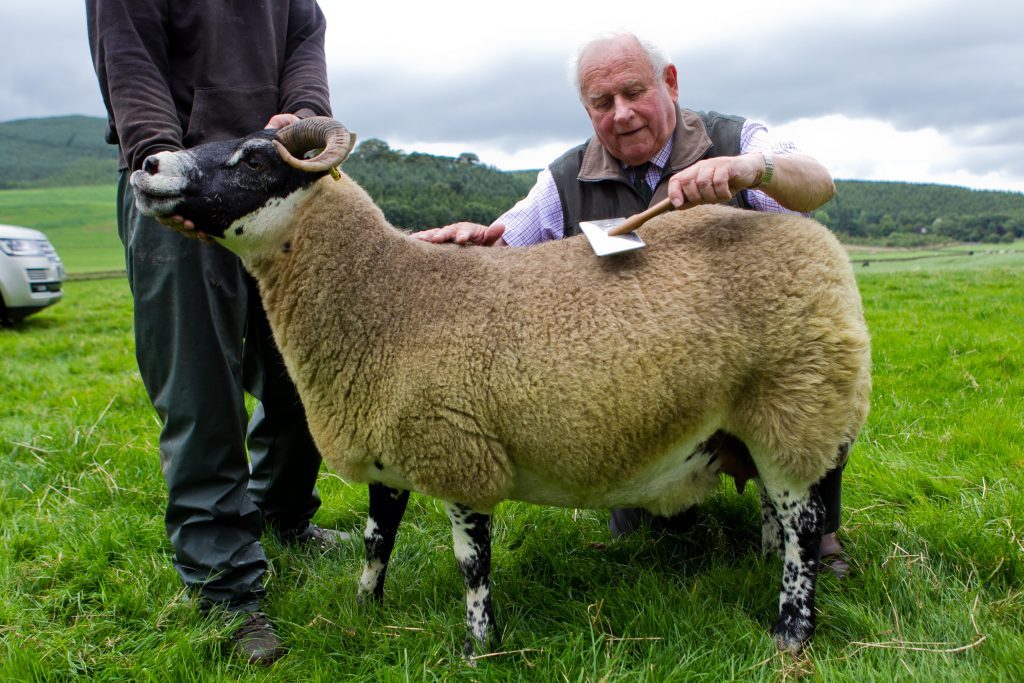 John and one of his sheep (Andrew Cawley / DC Thomson)