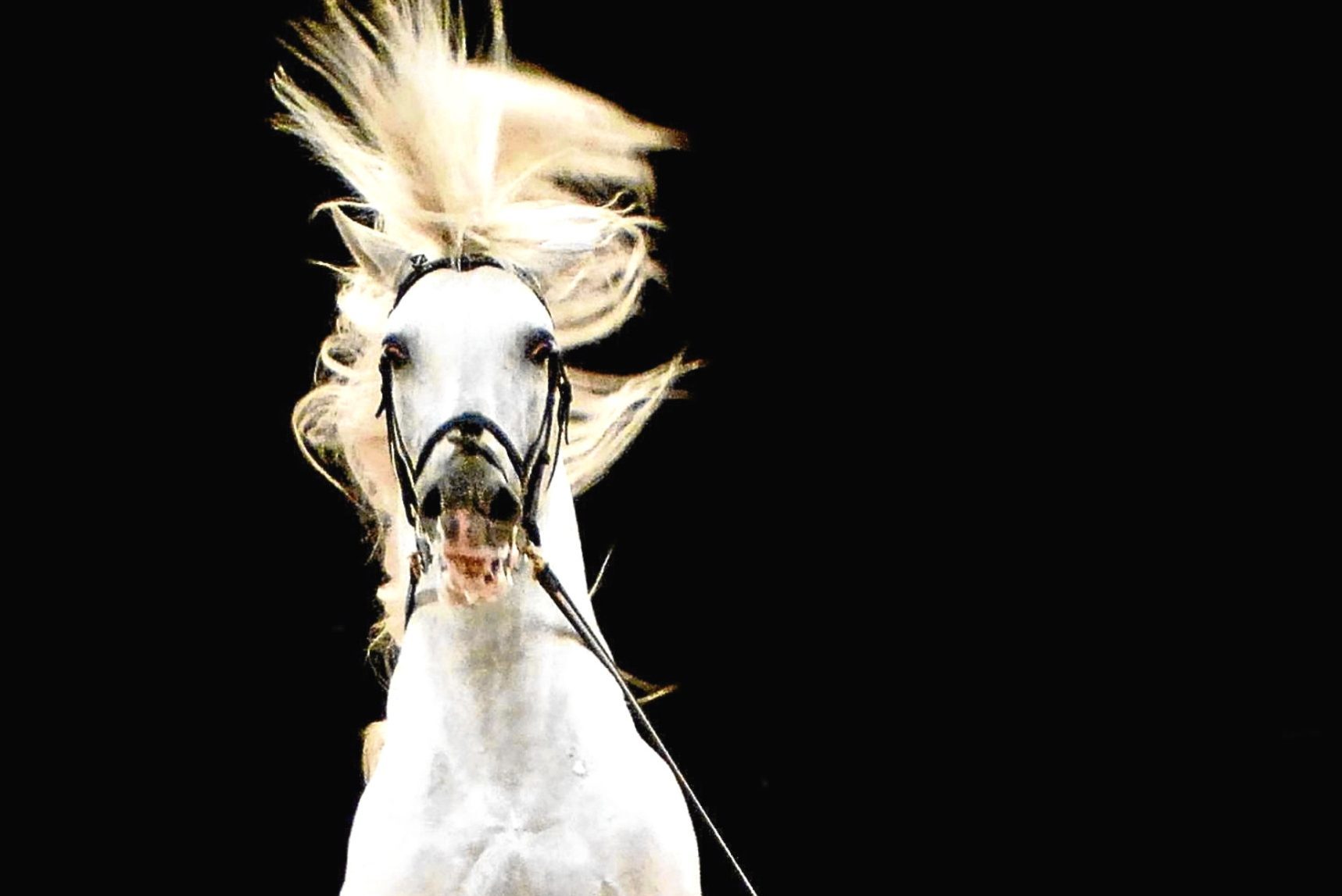 Lipizzaner Stallion Neopolitano Bonaira (PA)