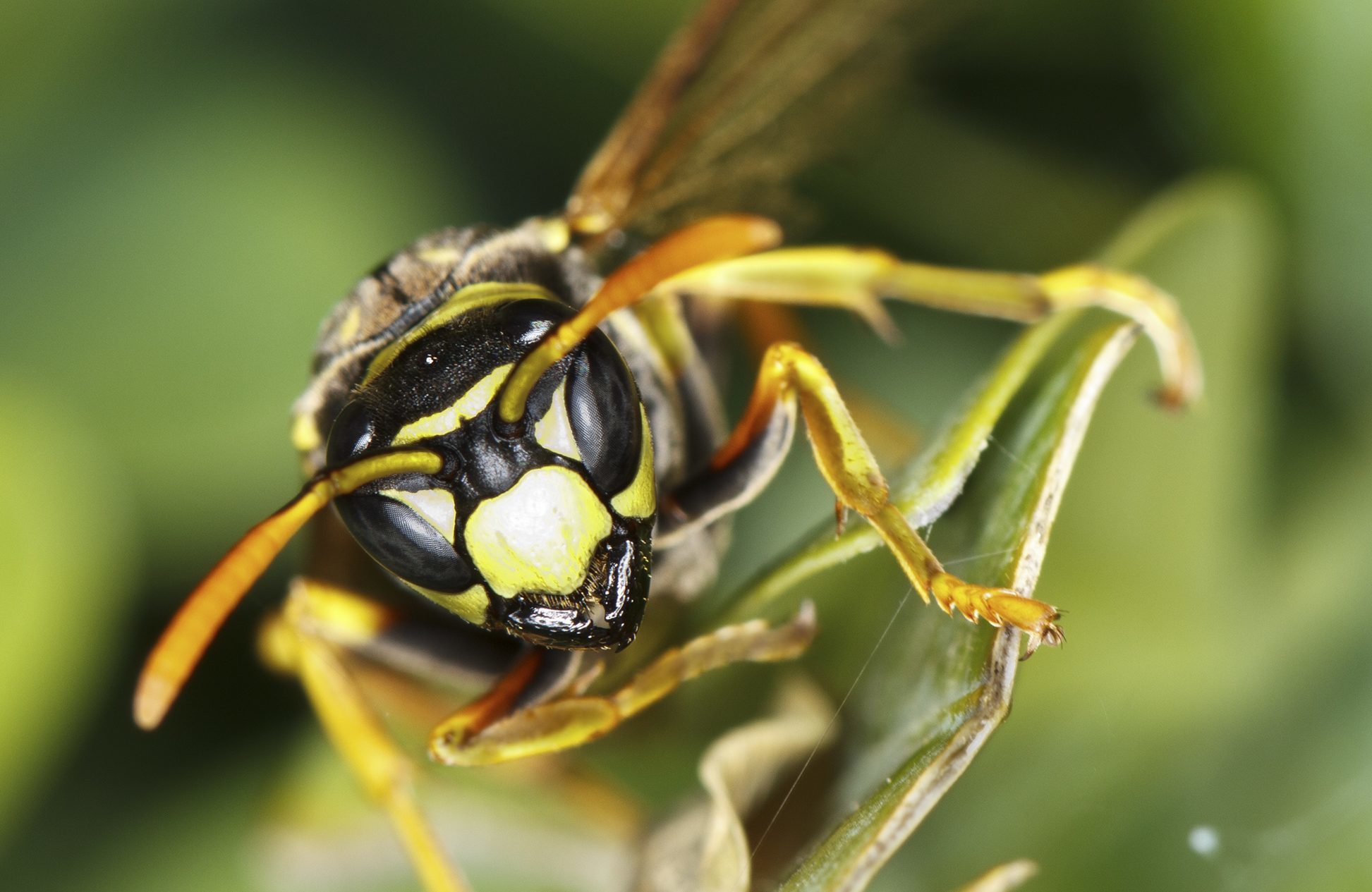 Wasps are a big pest during summer months (Getty Images)