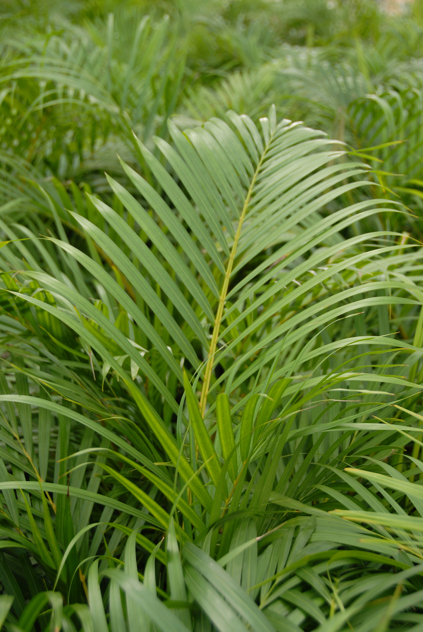 Areca palm, from £69.99 (Wyevale Garden Centres)