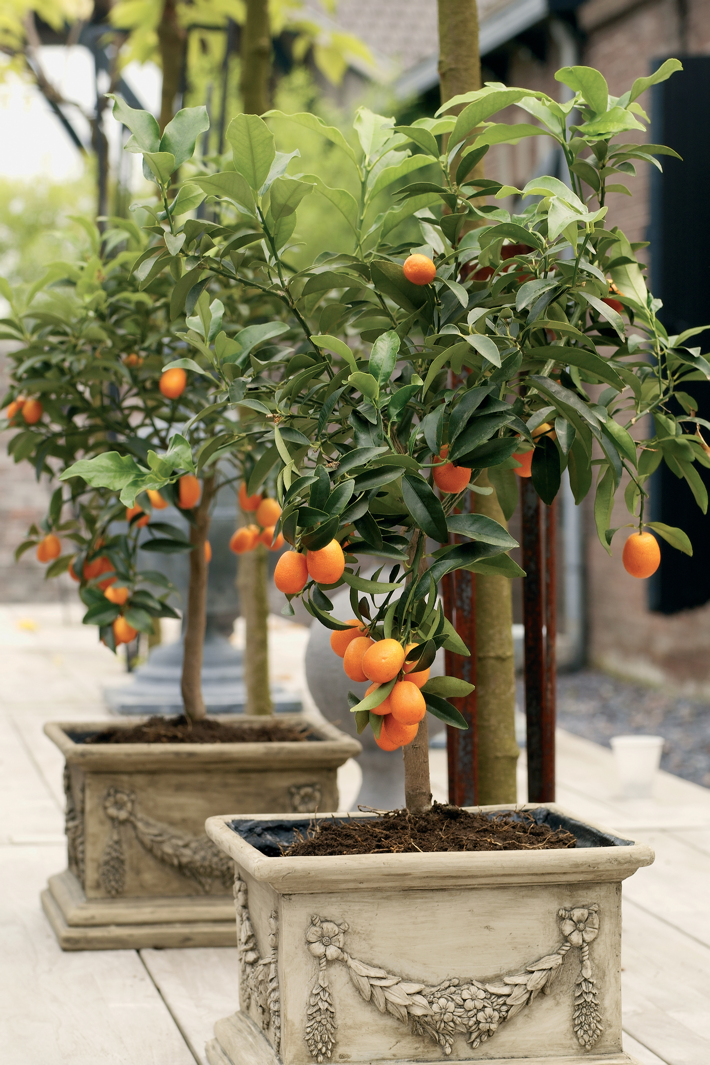 Citrus kumquat, from £34.99 (Wyevale Garden Centres)