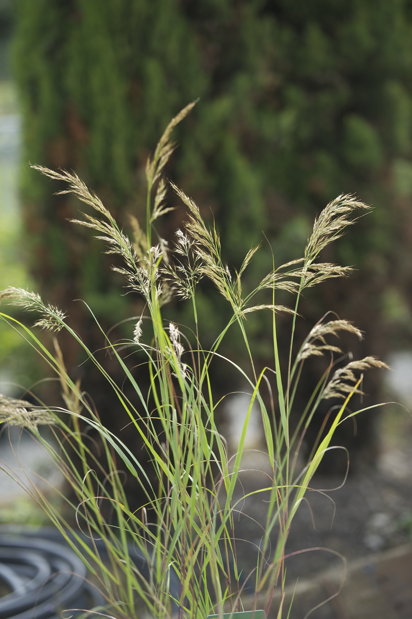 Stipa Tenuissima, from £8.99 (Wyevale Garden Centres)