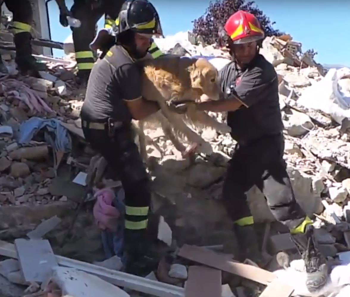 A golden retriever called Romeo has been rescued from the rubble of an earthquake in Amatrice, Italy