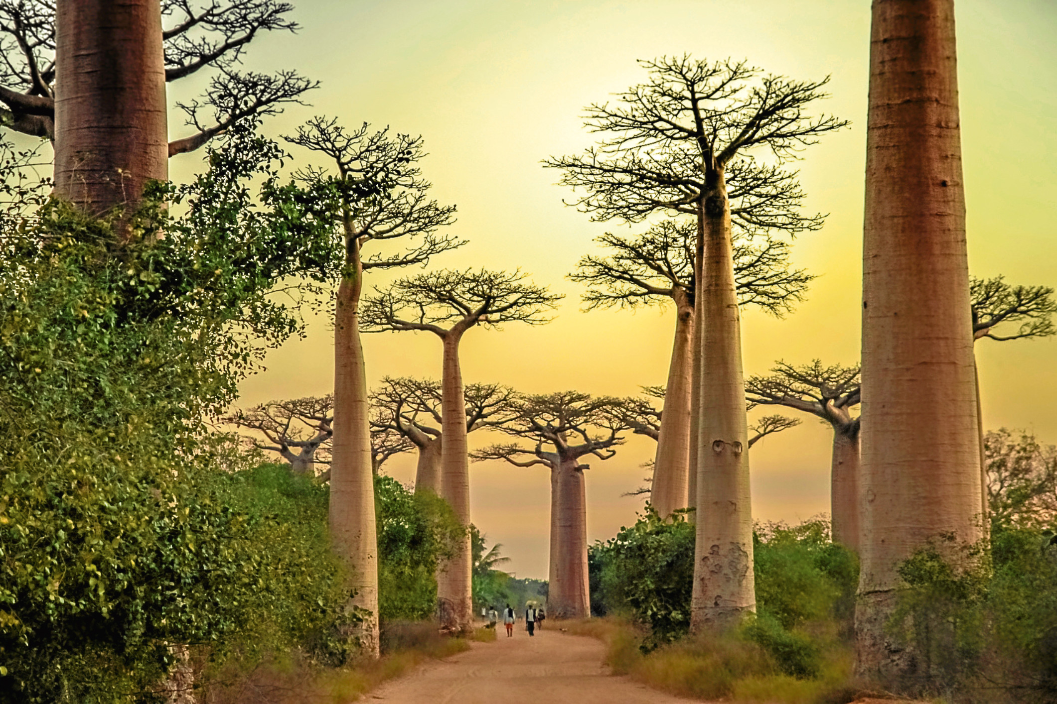 Sunset in the famous Avenida de Baobab near Morondava in Madagascar