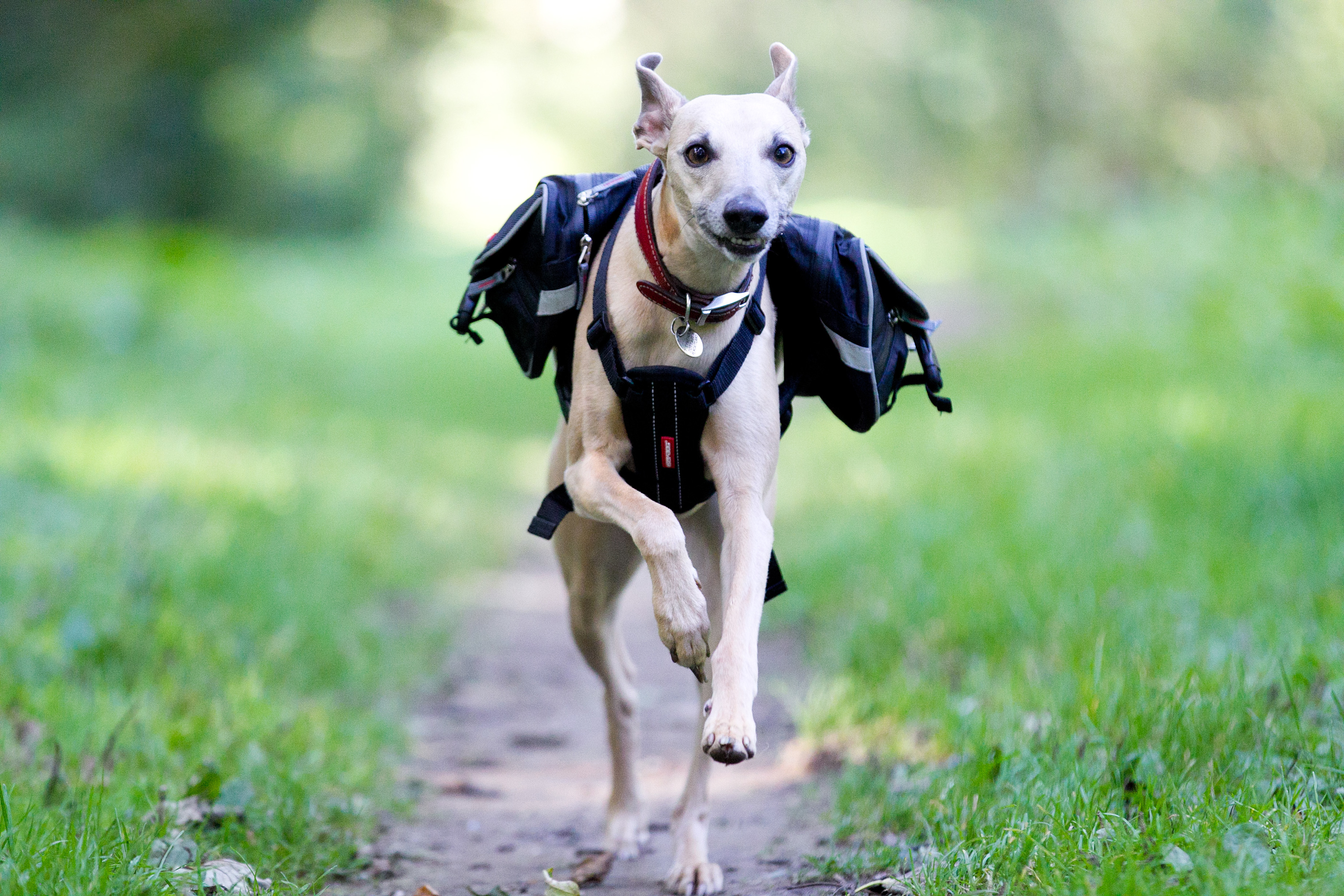 Sally Easton's dog Zebedee (Andrew Cawley/DC Thomson)