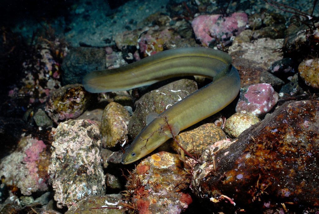 European eel (Erling Svensen/WWF/PA Wire)