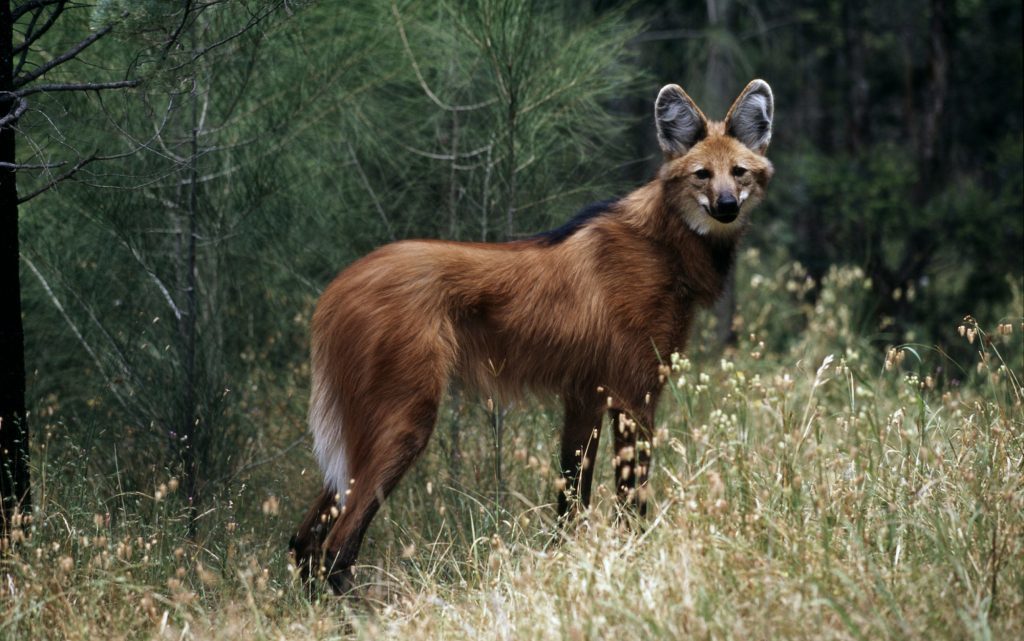 Maned wolf (Martin Harvey/WWF/PA Wire)