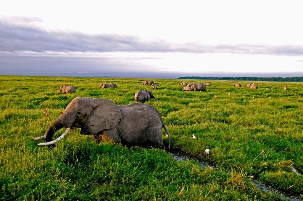 African elephants in Amboseli National Park, Kenya (Martin Harvey/WWF/PA Wire)