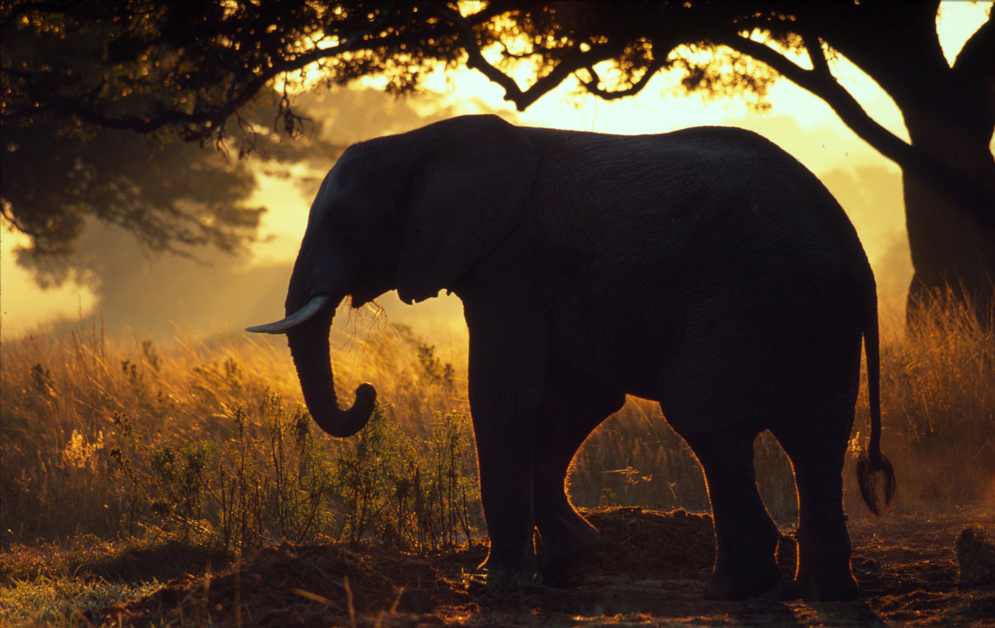 African elephant in Zimbabwe (Martin Harvey/WWF/PA Wire)