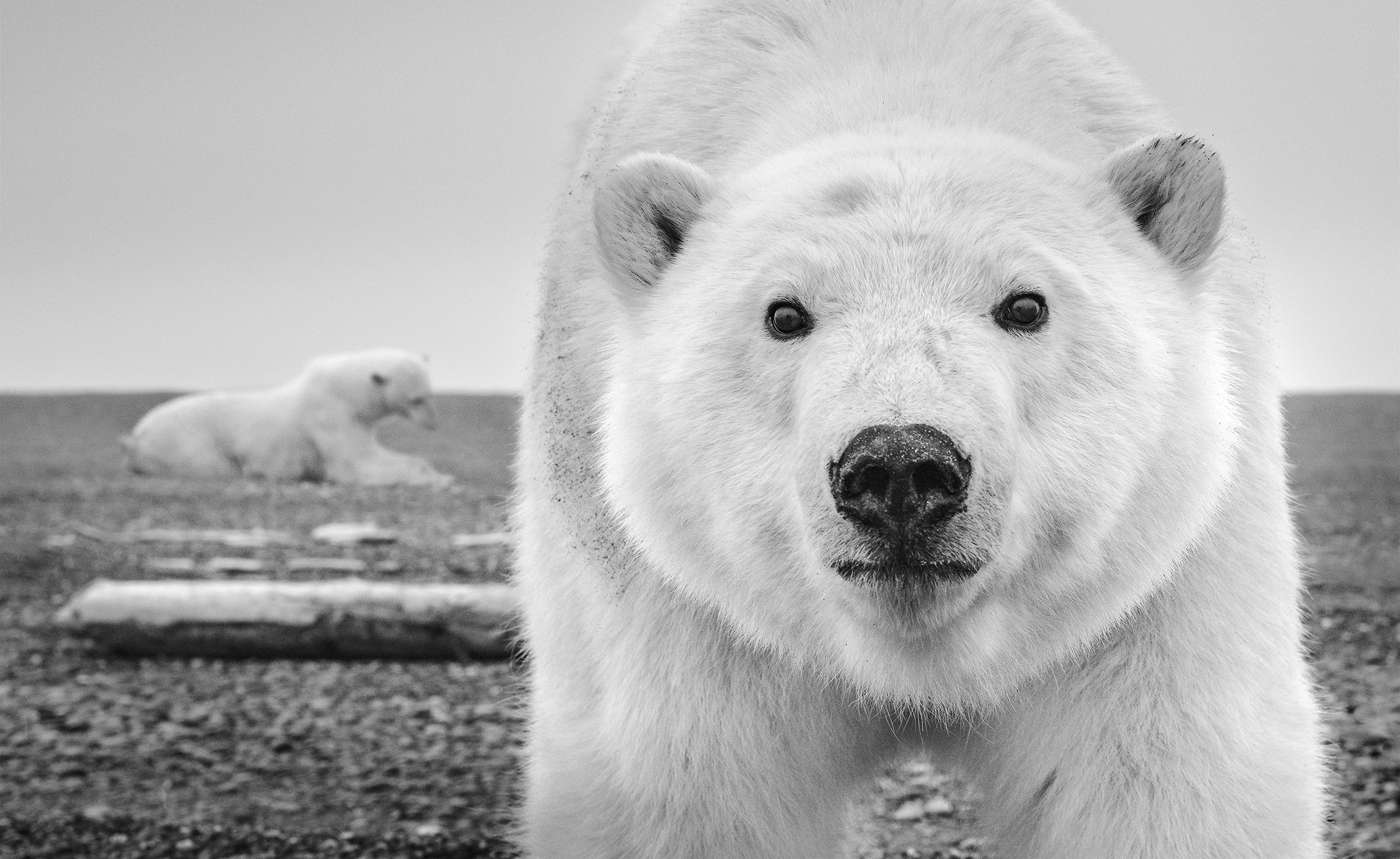 (David Yarrow)