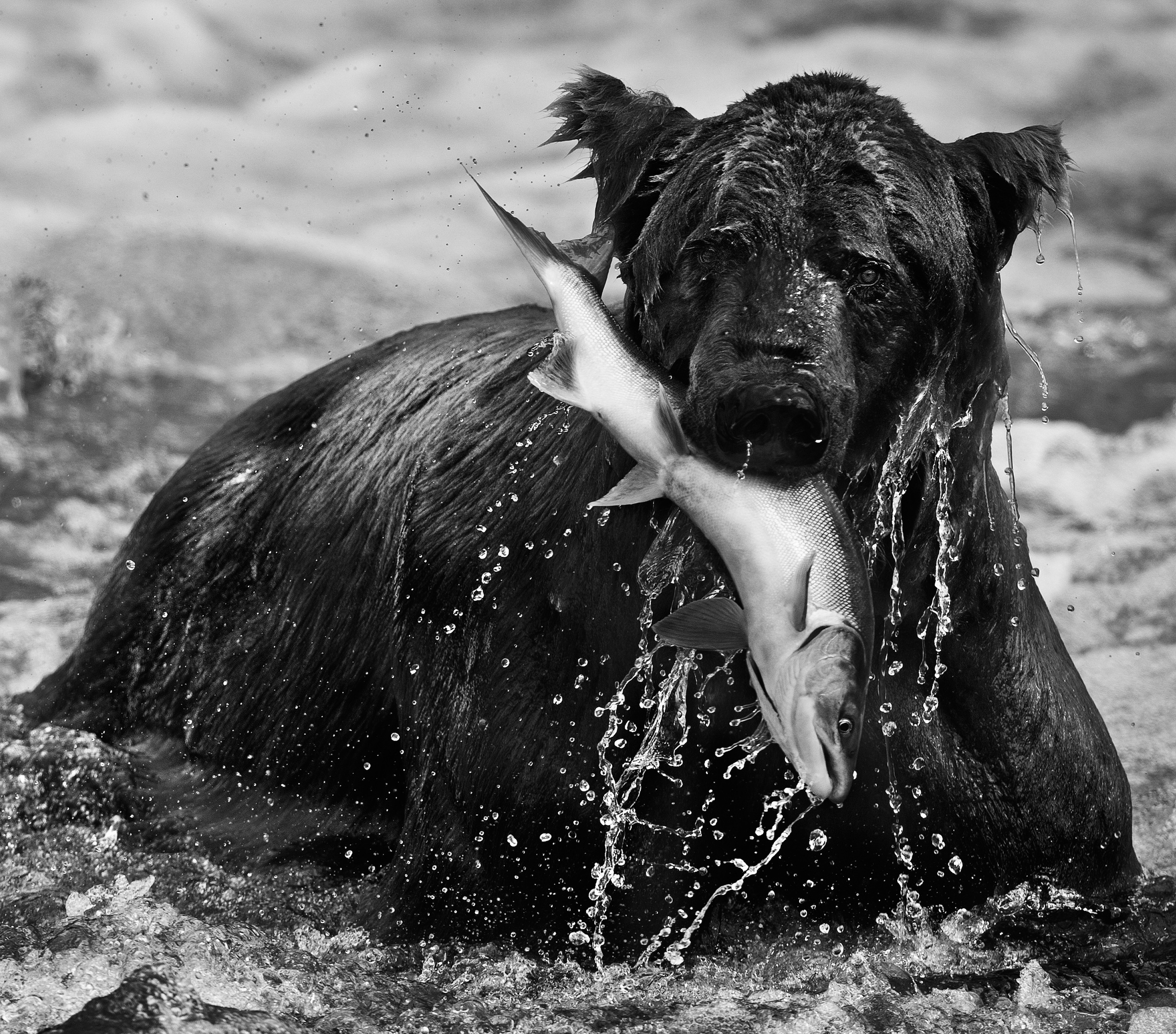 (David Yarrow)