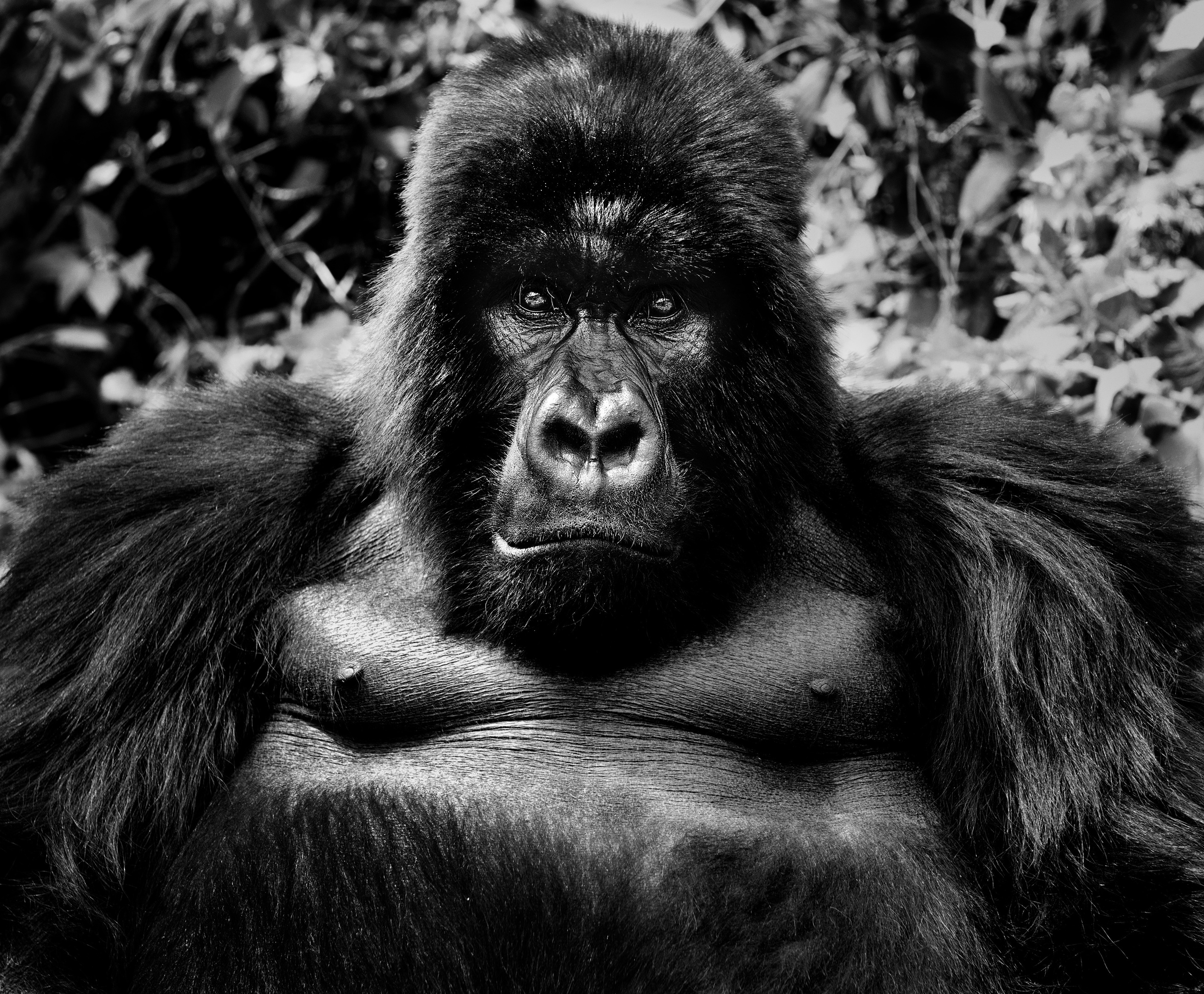 (David Yarrow)