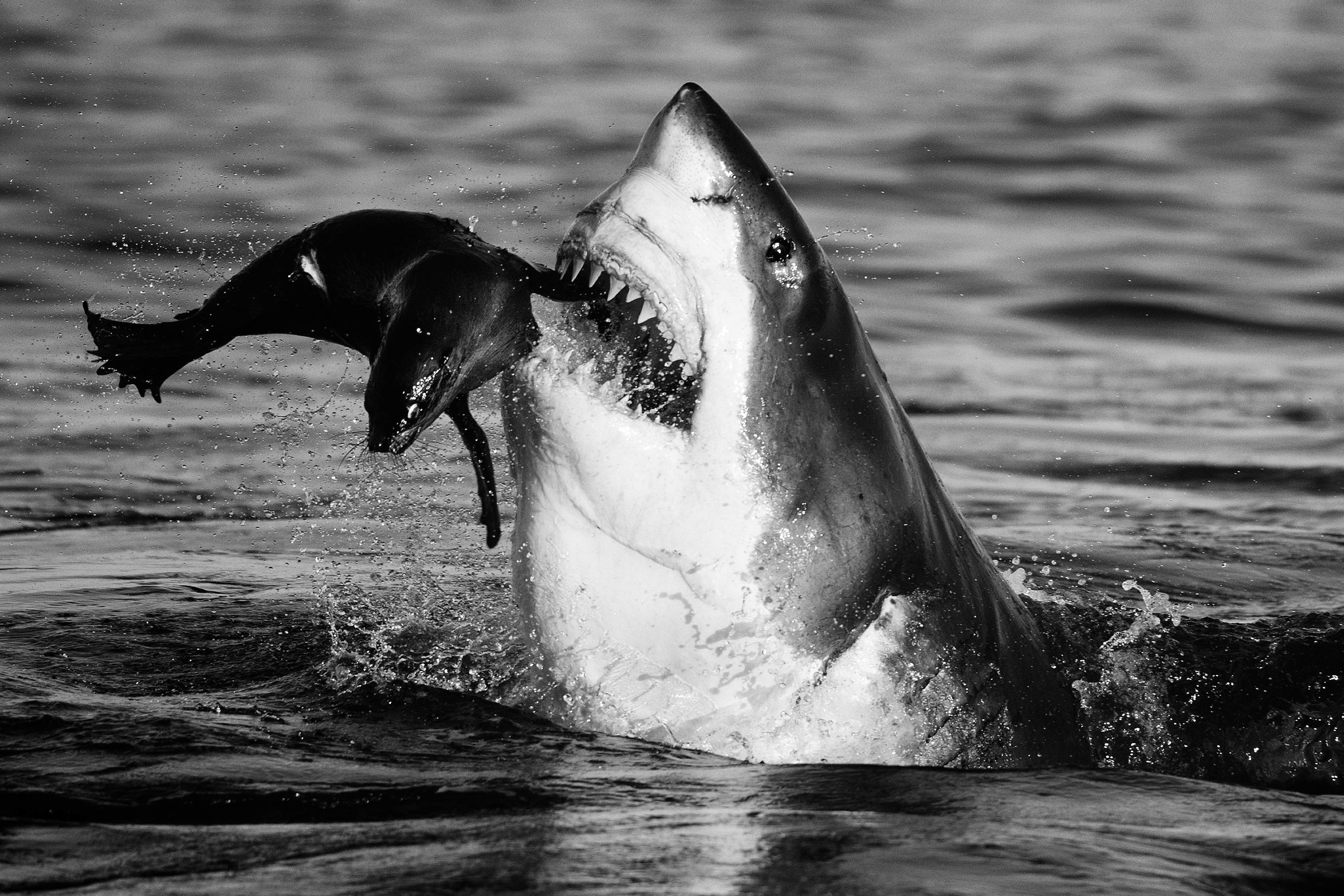 (David Yarrow)