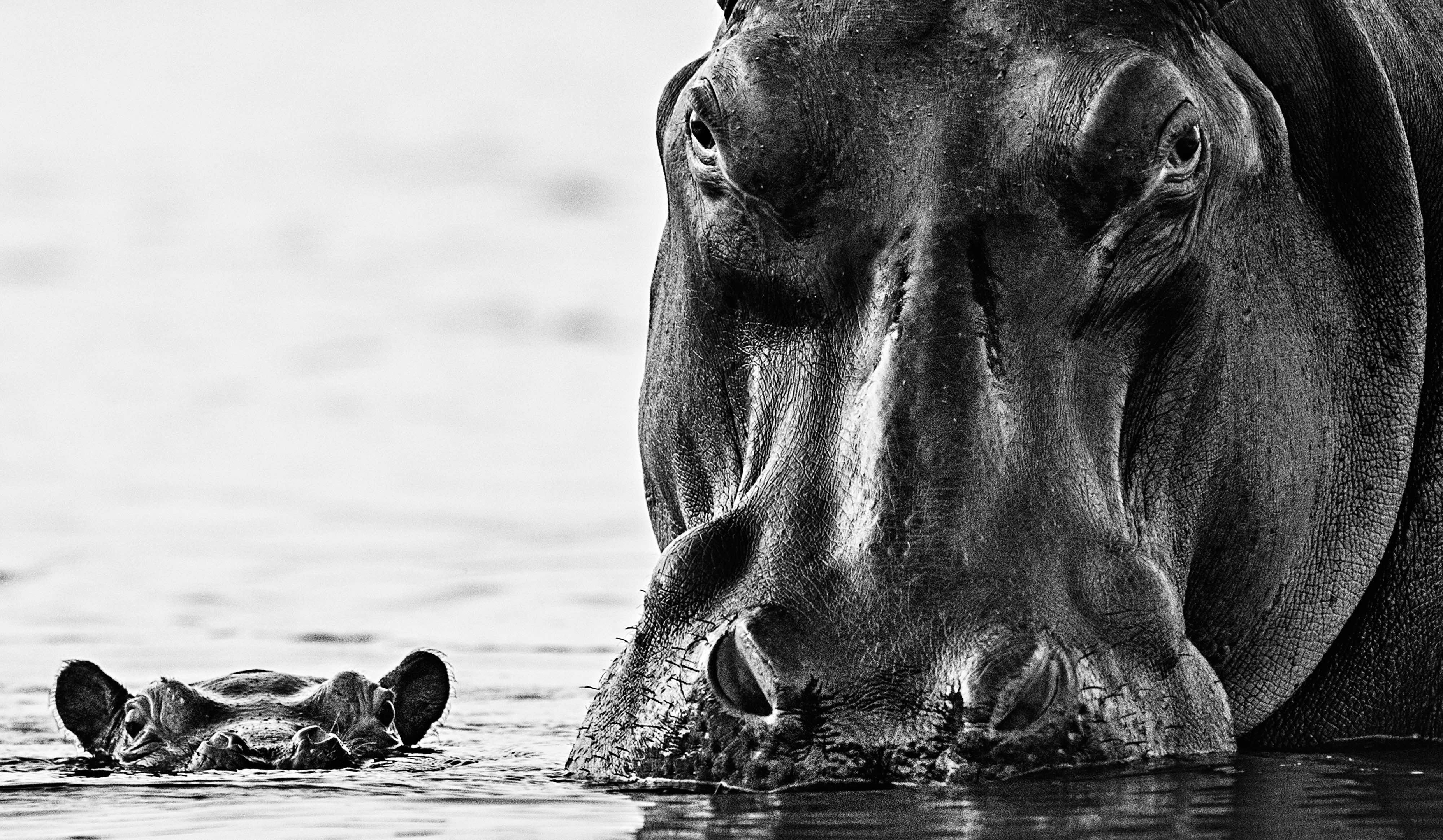 (David Yarrow)