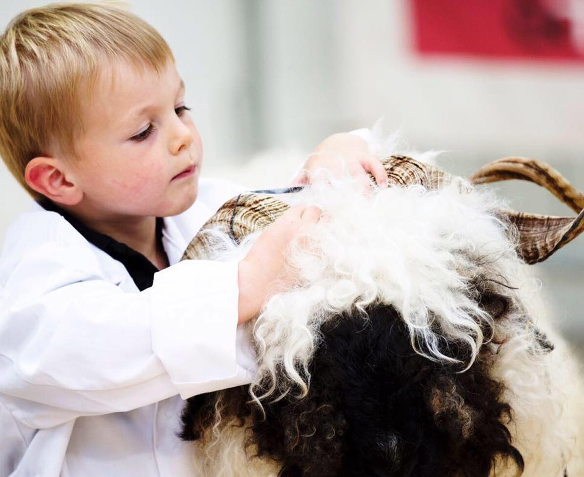 At the age of just four Bertie Duncan is shepherding long-haired sheep on his parents' farm in Dumfriesshire