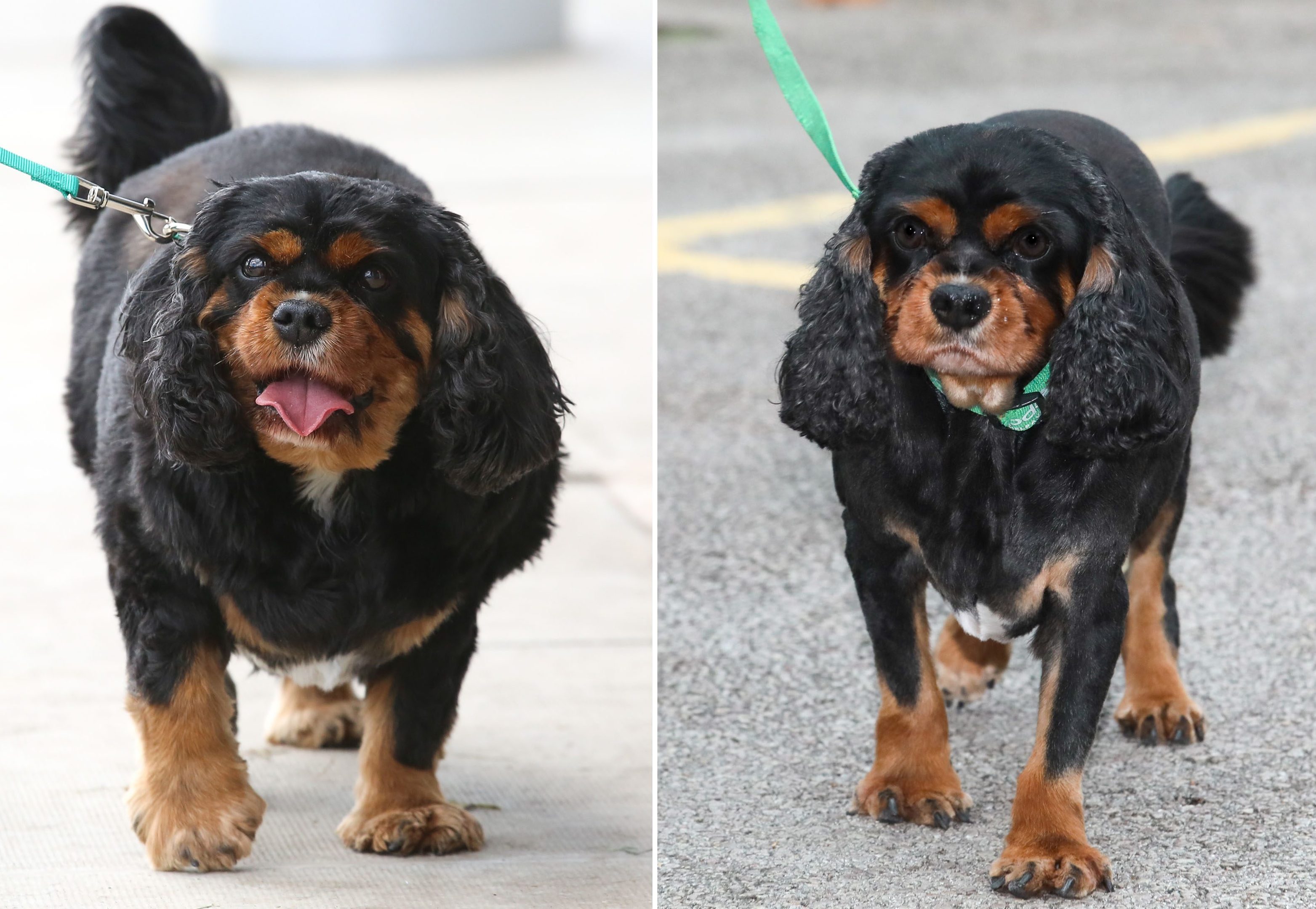 Oscar before and after he shed almost 40% of his bodyweight (Shaun Fellows/PDSA/PA Wire)