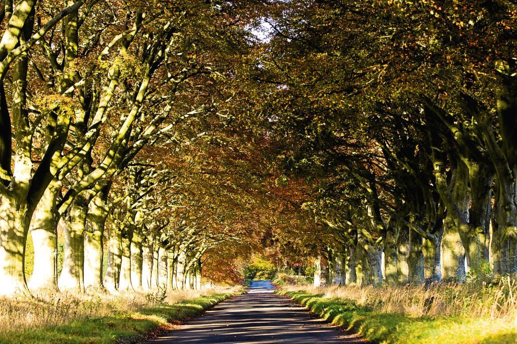 Tree lined road, near Scone  (Andrew Cawley / DC Thomson)