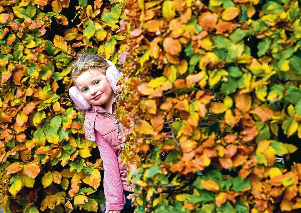 "Maddy" Jones (4) from Glasgow, enjoying the Autumn colours, as she plays in Pollok Park, Glasgow (Andrew Cawley / DC Thomson)