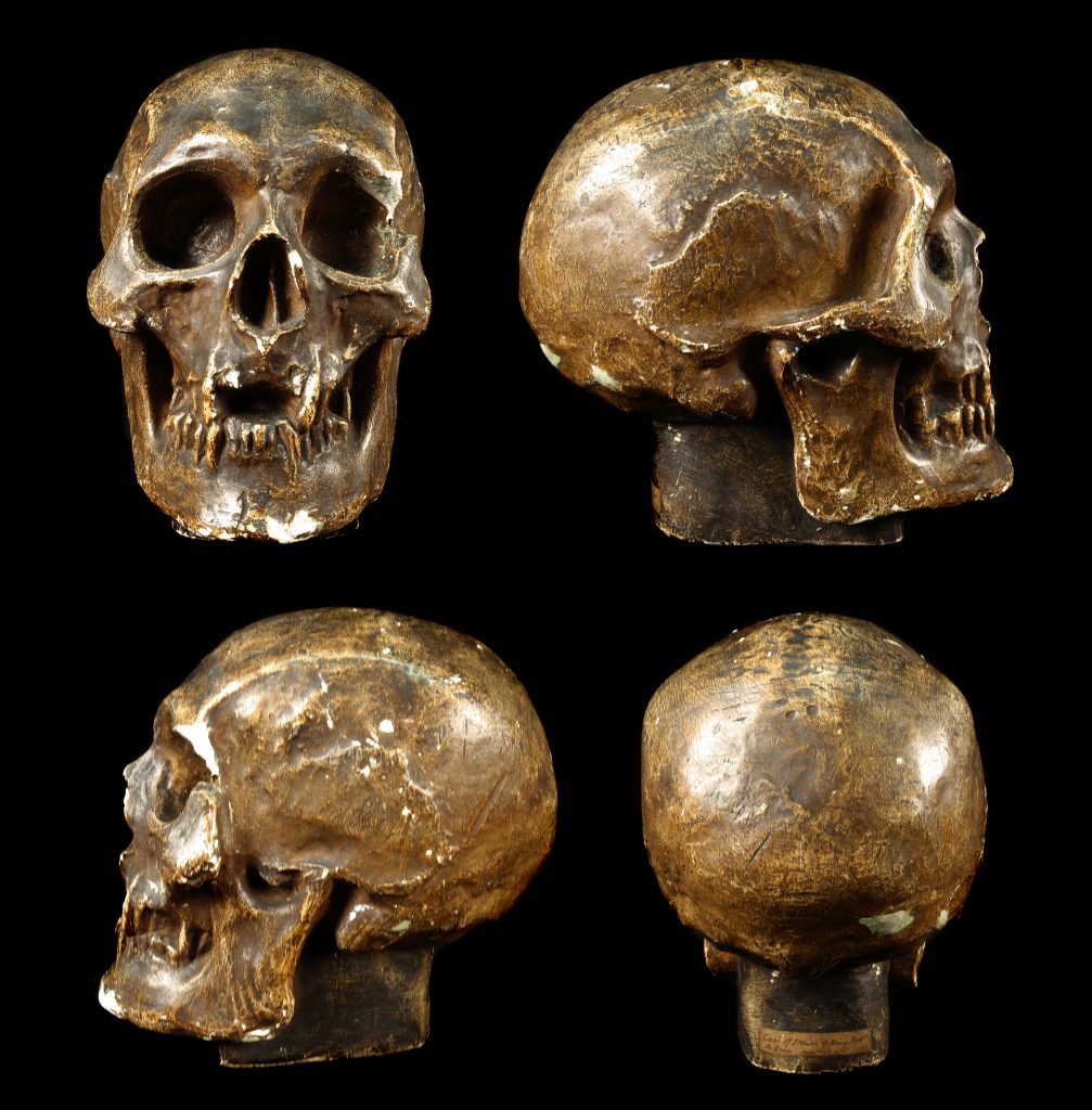 The skull cast (University of Glasgow)