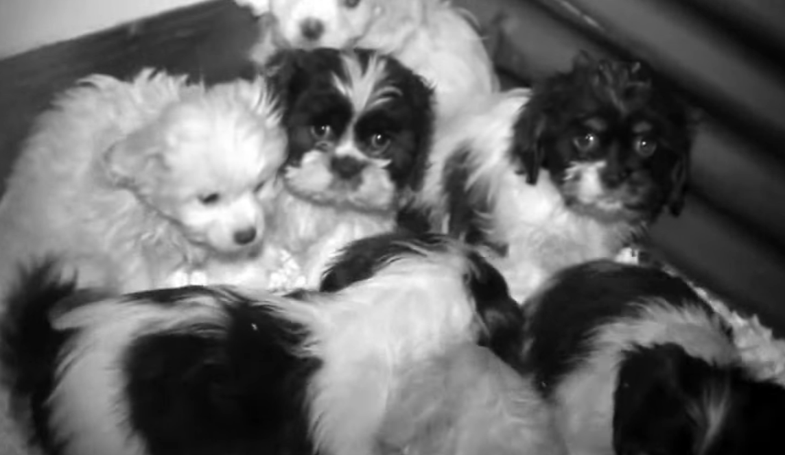 Still from footage of puppies huddled together in the Fivemiletown facility
