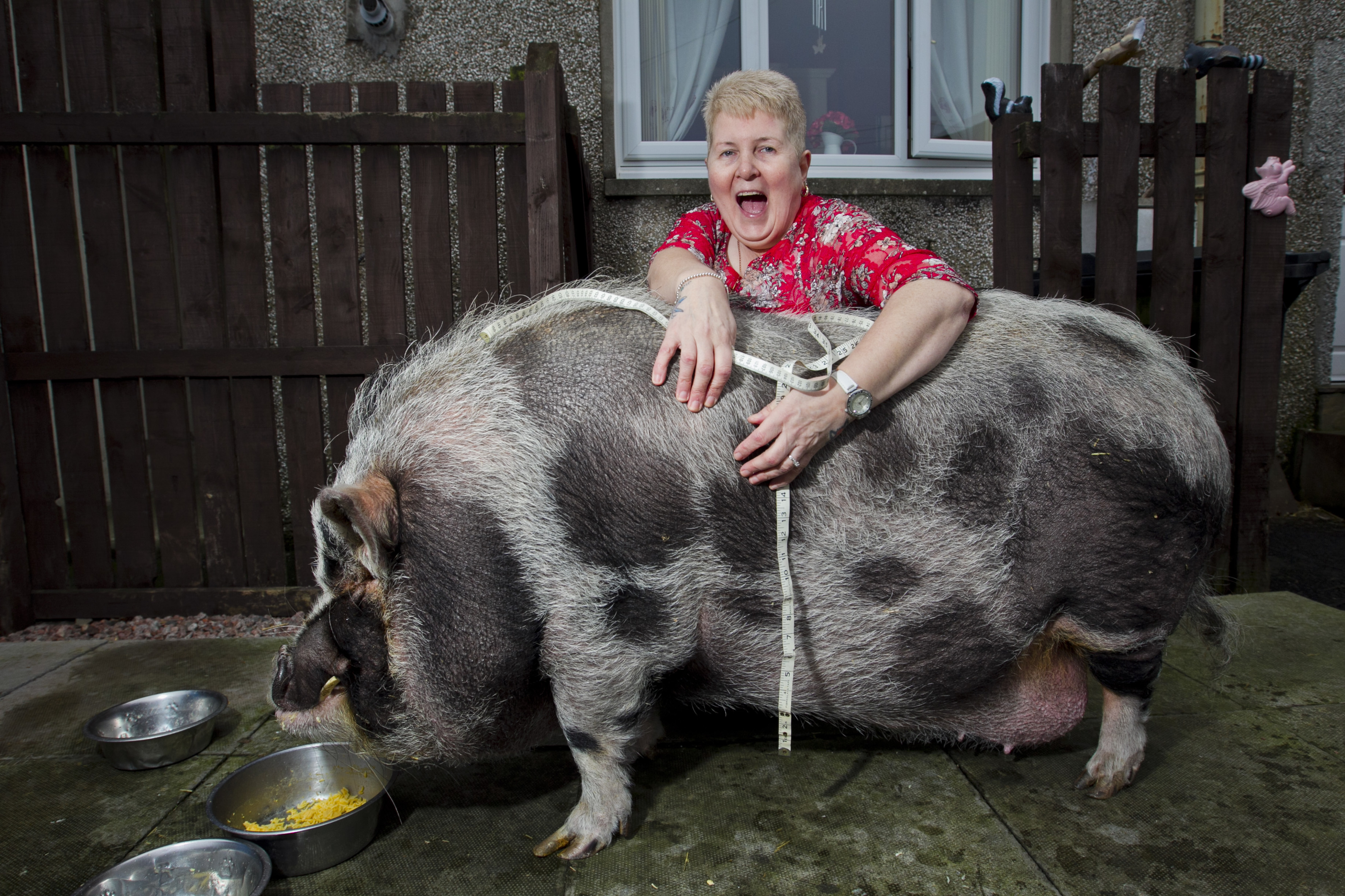 Dudley's eaten too much curry! (Andrew Cawley / DC Thomson)