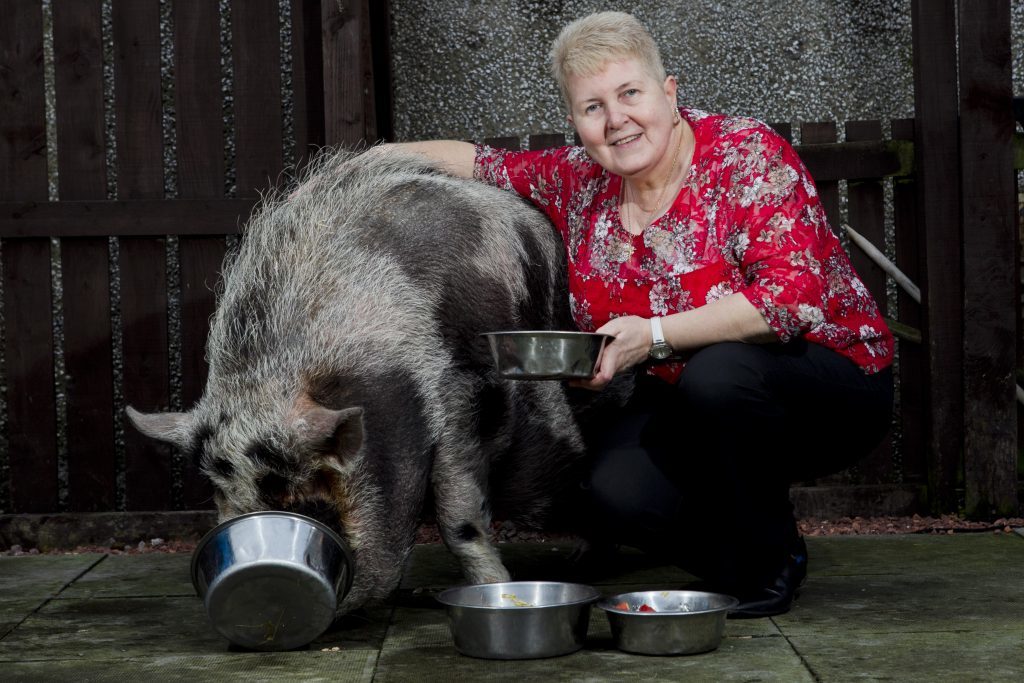Dudley the pig and owner Catherine Dawes (Andrew Cawley / DC Thomson)