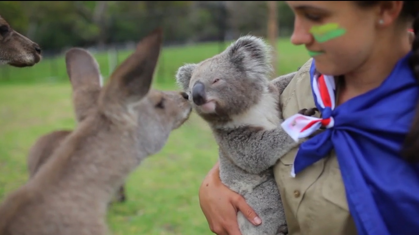 Koala and kangaroo pals
