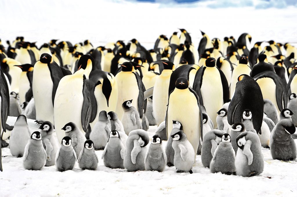 Emperor Penguins, Getty Images 