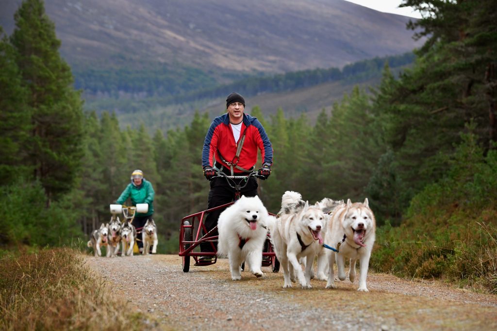 FESHIEBRIDGE, SCOTLAND - JANUARY 24: Mushers and their huskies practice at a forest course ahead of the Aviemore Sled Dog Rally on January 24, 2016 in Feshiebridge, Scotland. Huskies and sledders prepare ahead of the Siberian Husky Club of Great Britain 34th race taking place at Loch Morlich this weekend near Aviemore.Ê (Photo by Jeff J Mitchell/Getty Images)