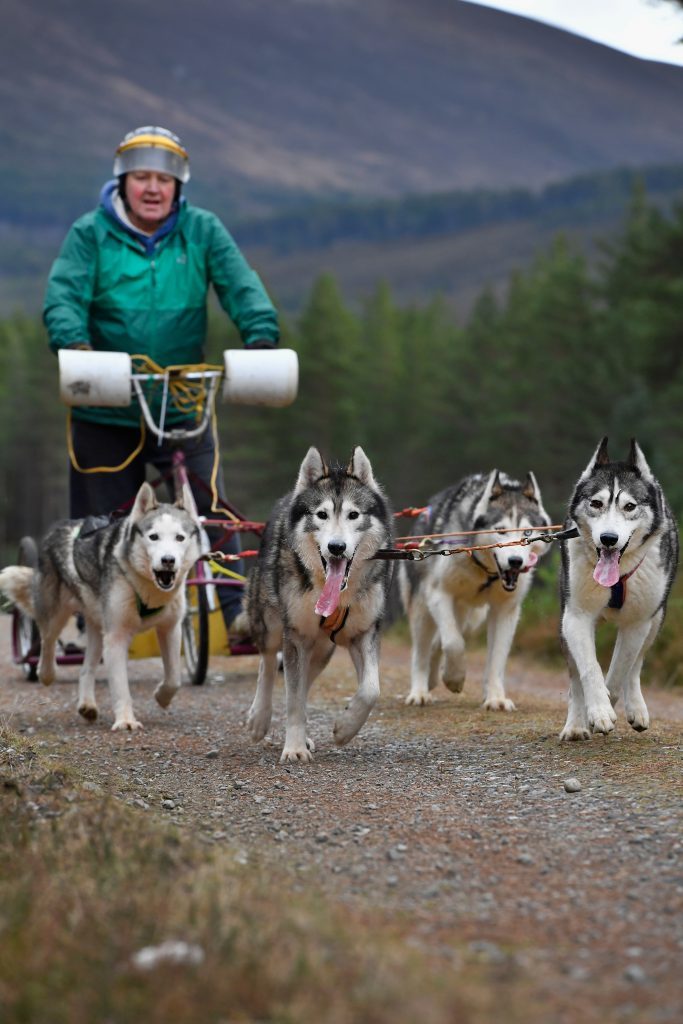 FESHIEBRIDGE, SCOTLAND - JANUARY 24: Mushers and their huskies practice at a forest course ahead of the Aviemore Sled Dog Rally on January 24, 2016 in Feshiebridge, Scotland. Huskies and sledders prepare ahead of the Siberian Husky Club of Great Britain 34th race taking place at Loch Morlich this weekend near Aviemore.Ê (Photo by Jeff J Mitchell/Getty Images)