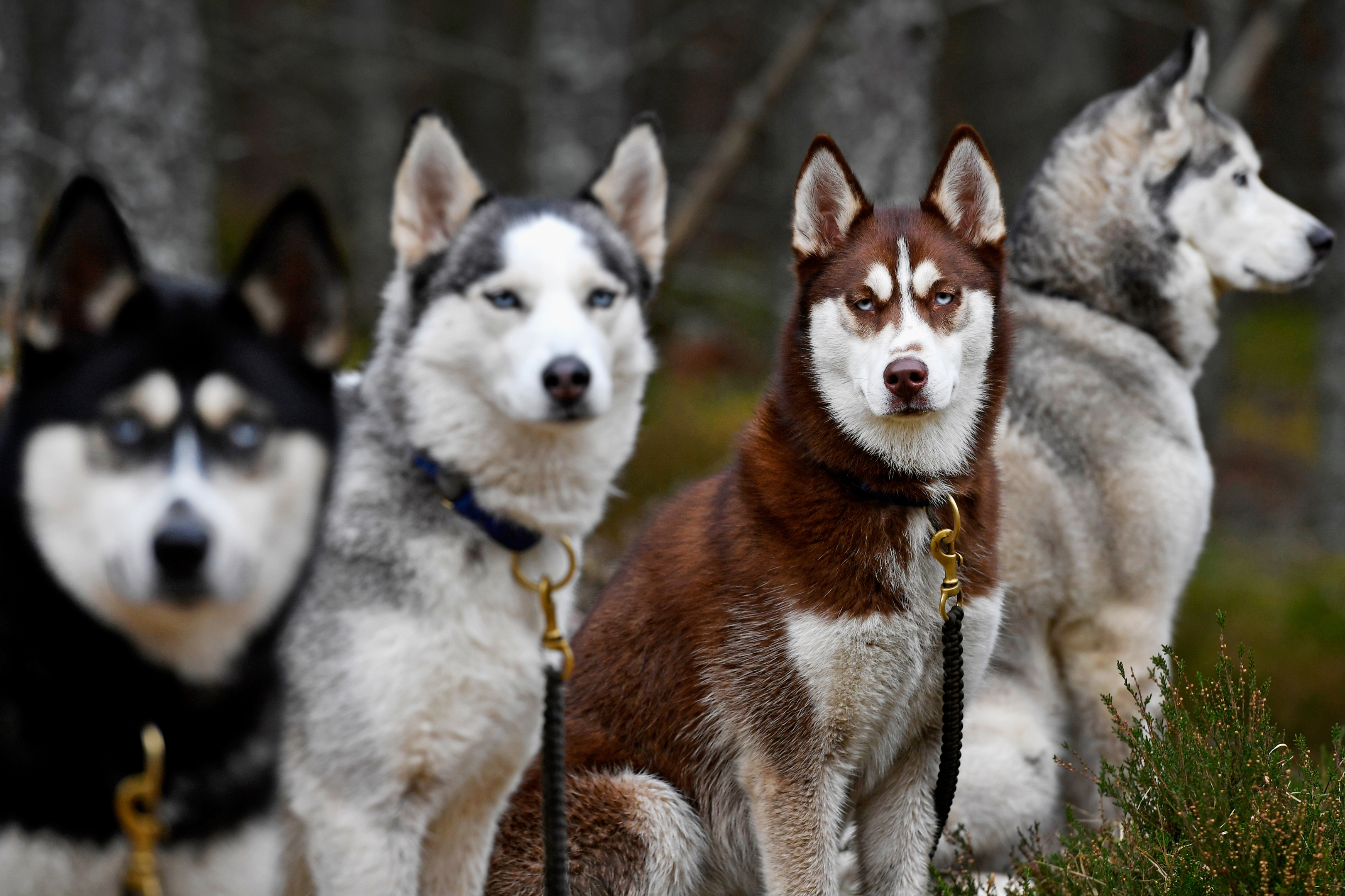 Huskies wait for practice at a forest course ahead of the Aviemore Sled Dog Rally (Photo by Jeff J Mitchell/Getty Images)