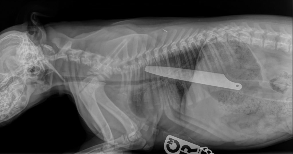 Macie's x-ray (PDSA/PA Wire)