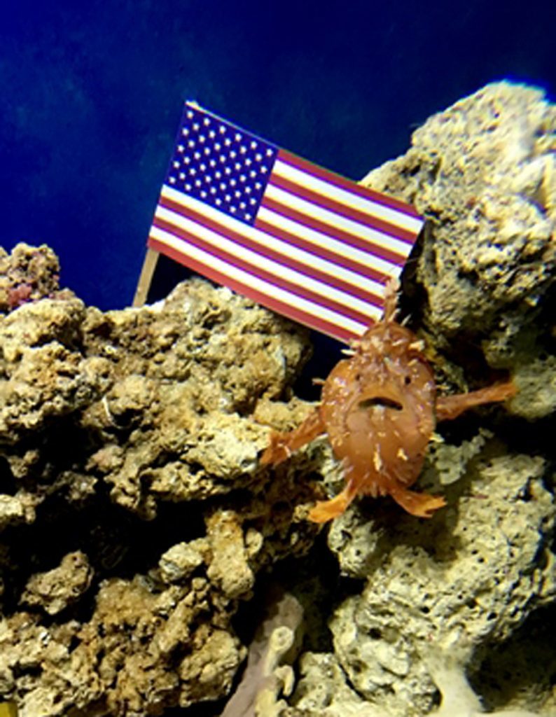 Visitors to SEA LIFE Blackpool spotted a striking resemblance between the bright orange frogfish and the new US president (SEA LIFE Blackpool/PA Wire) 