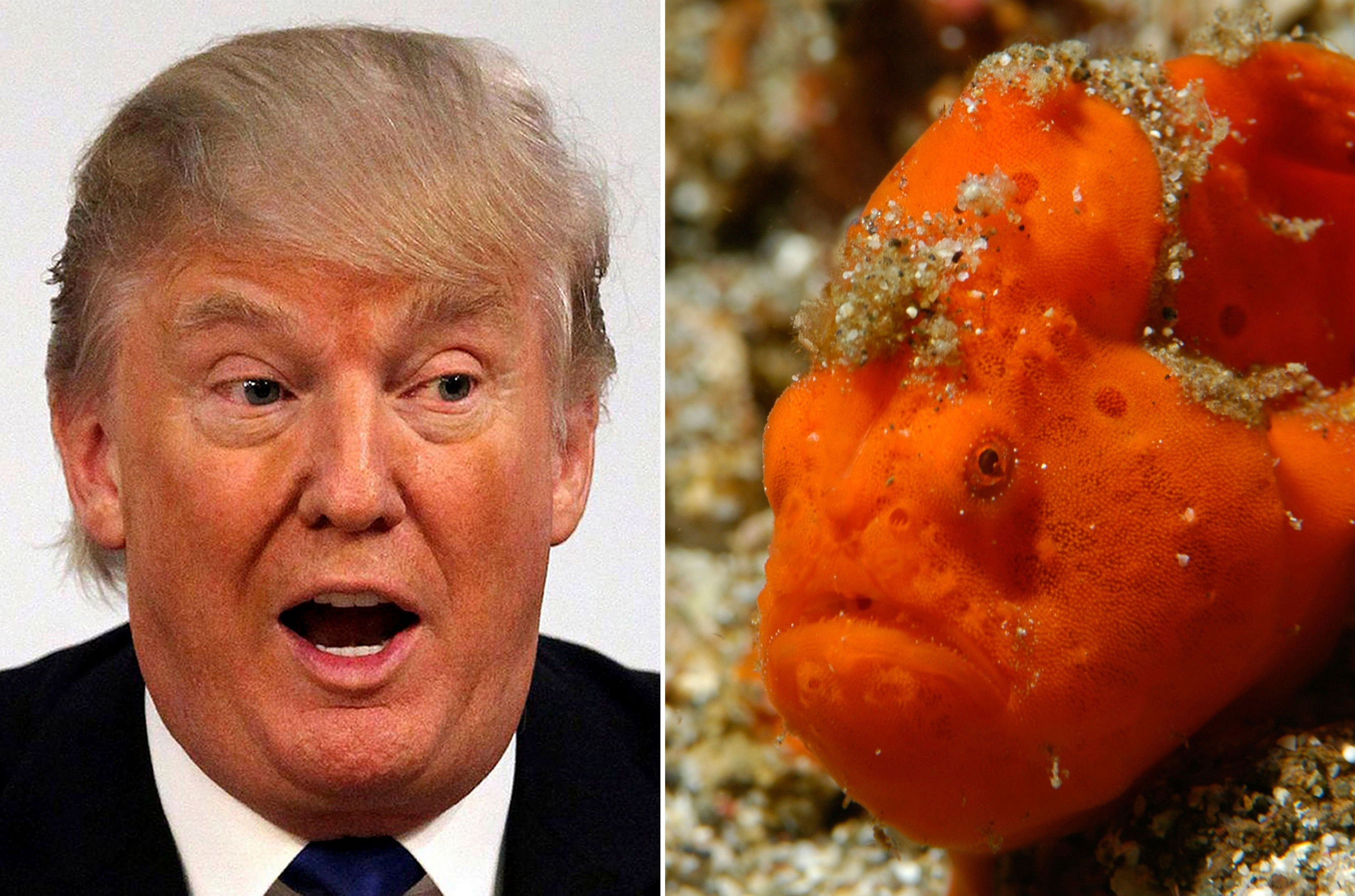 Visitors to SEA LIFE Blackpool spotted a striking resemblance between the bright orange frogfish and the new US president.  (SEA LIFE Blackpool/PA Wire)