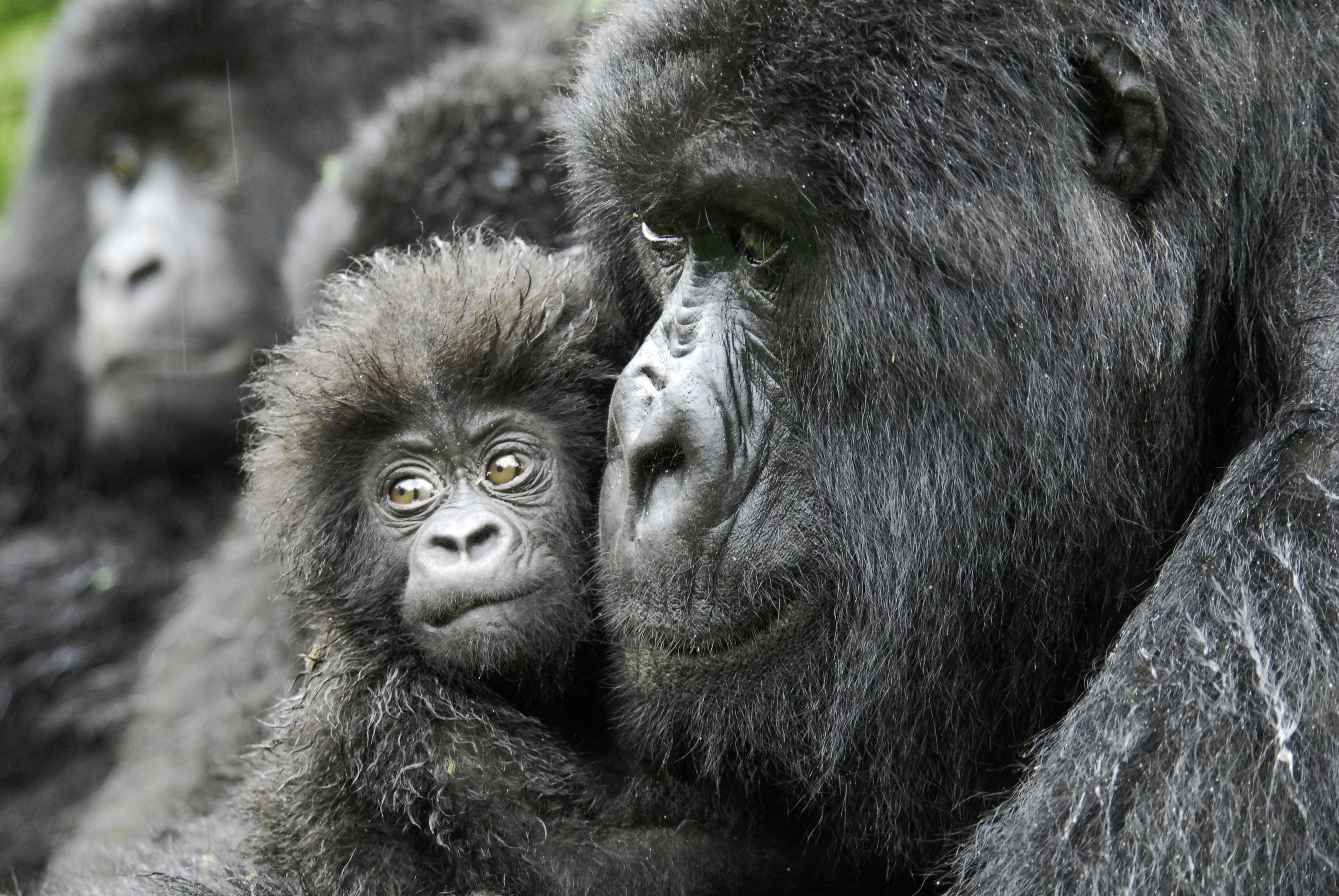 Female gorilla and a 4-month old baby named Kabila. (Russell A Mittermeier/Conservation International/PA Wire)