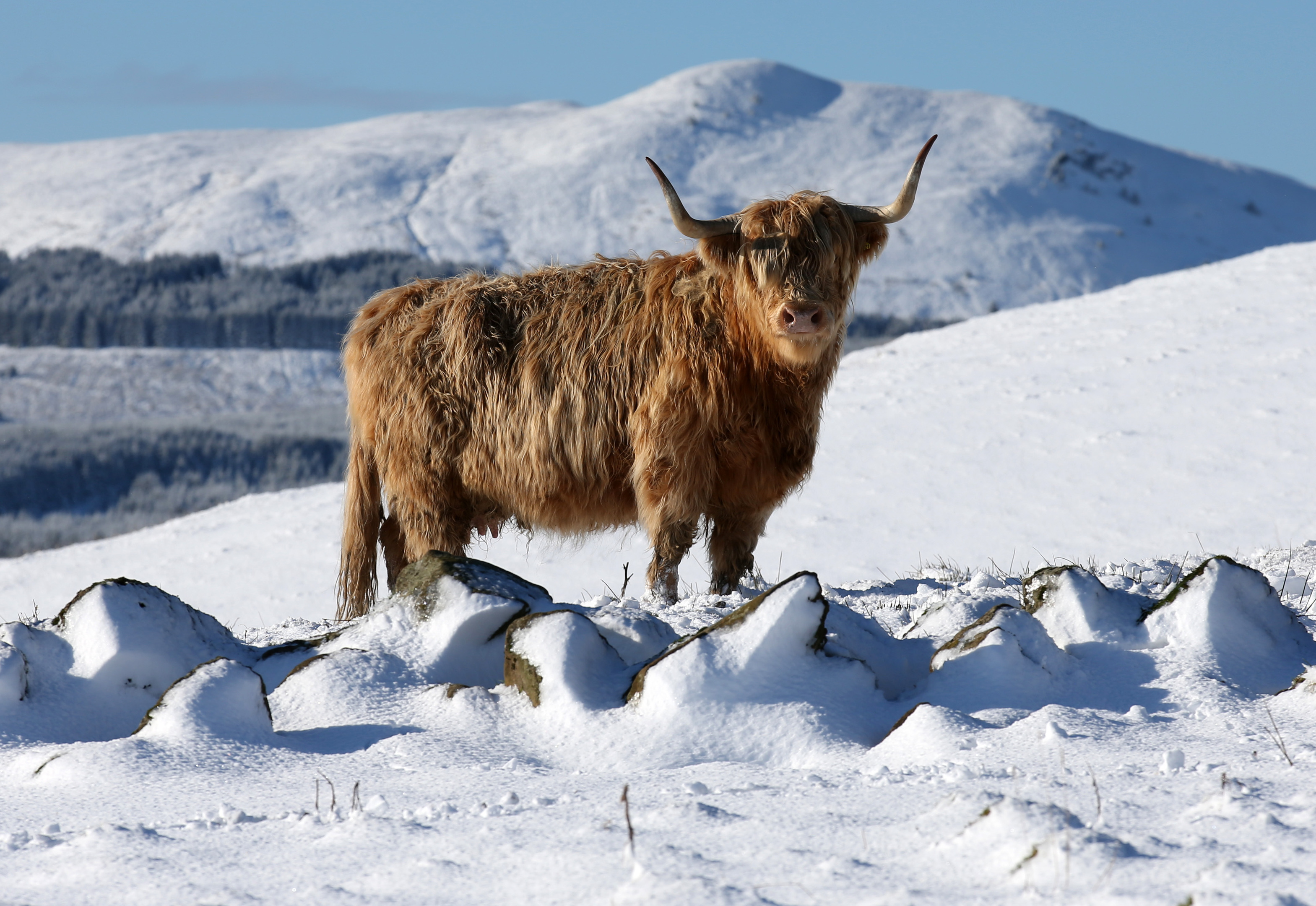 A highland cow on the snow covered hills of the Carron Valley in Stirling, Scotland, as snow, ice and sub-zero temperatures sweep the country. (PA)