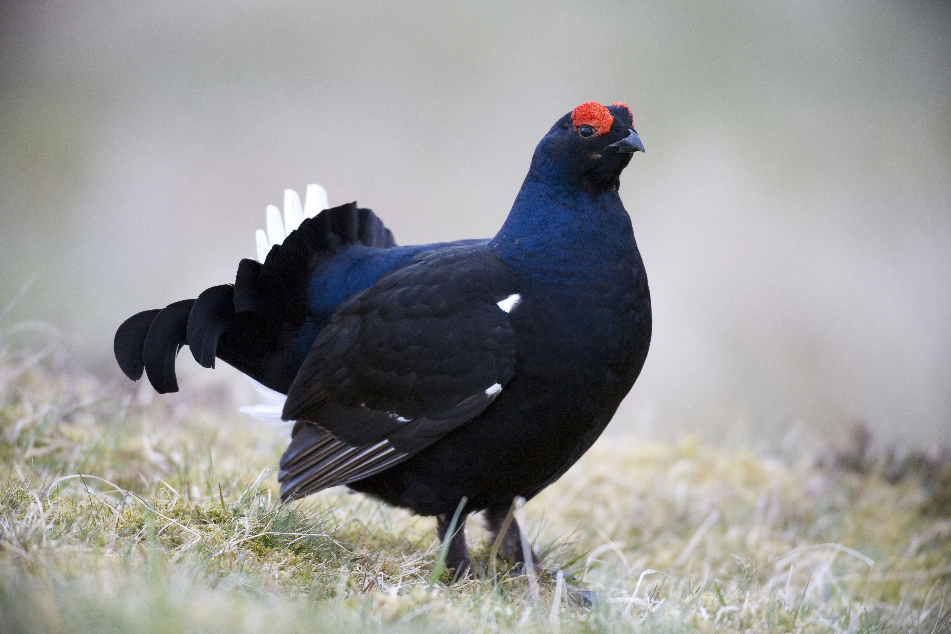 The Famous Grouse has raised more than £600,000 as part of its conservation work to protect grouse species (Andy Hay/RSPB/PA Wire)