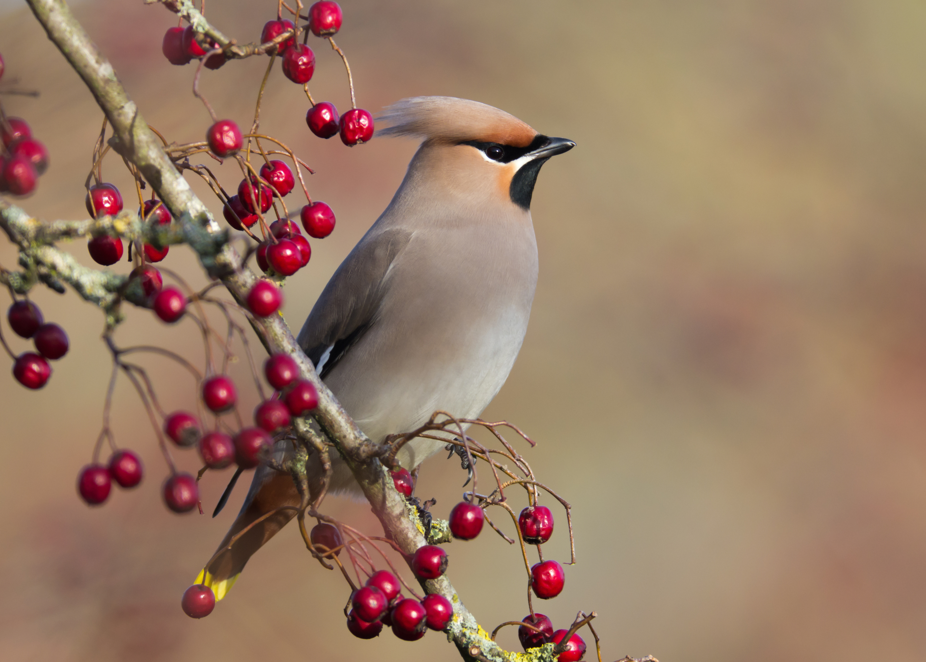 There have been reports of hundreds of waxwings, arriving along the east coast from Scandinavia (iStock, mille19 )