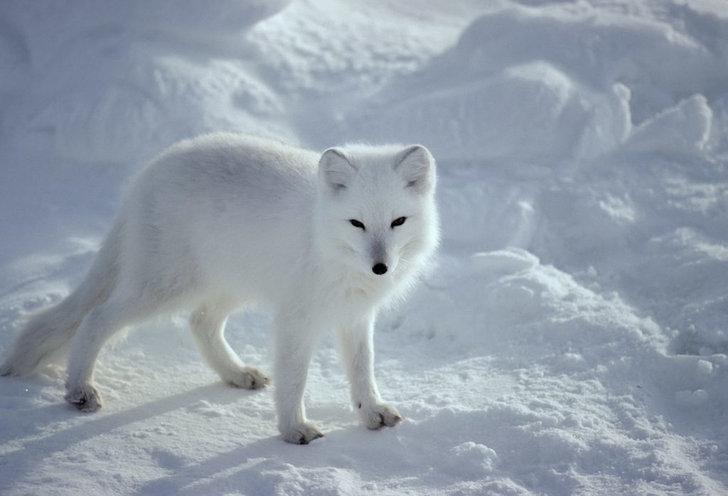 Arctic fox in the Canadian Arctic, Getty Images 