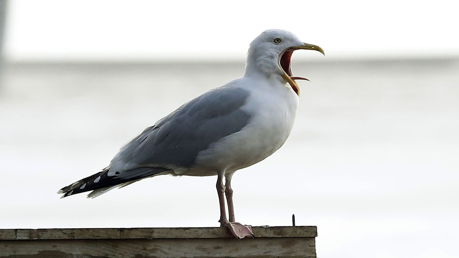 Seagull (PA)