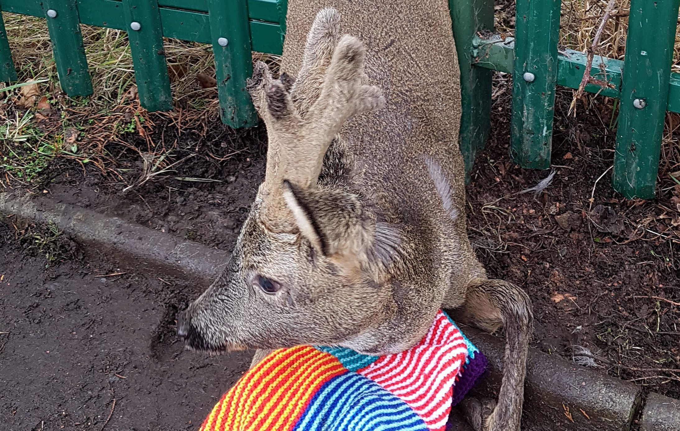 A young deer who was helped by firefighters after it got stuck in a park fence (Scottish SPCA/PA Wire)