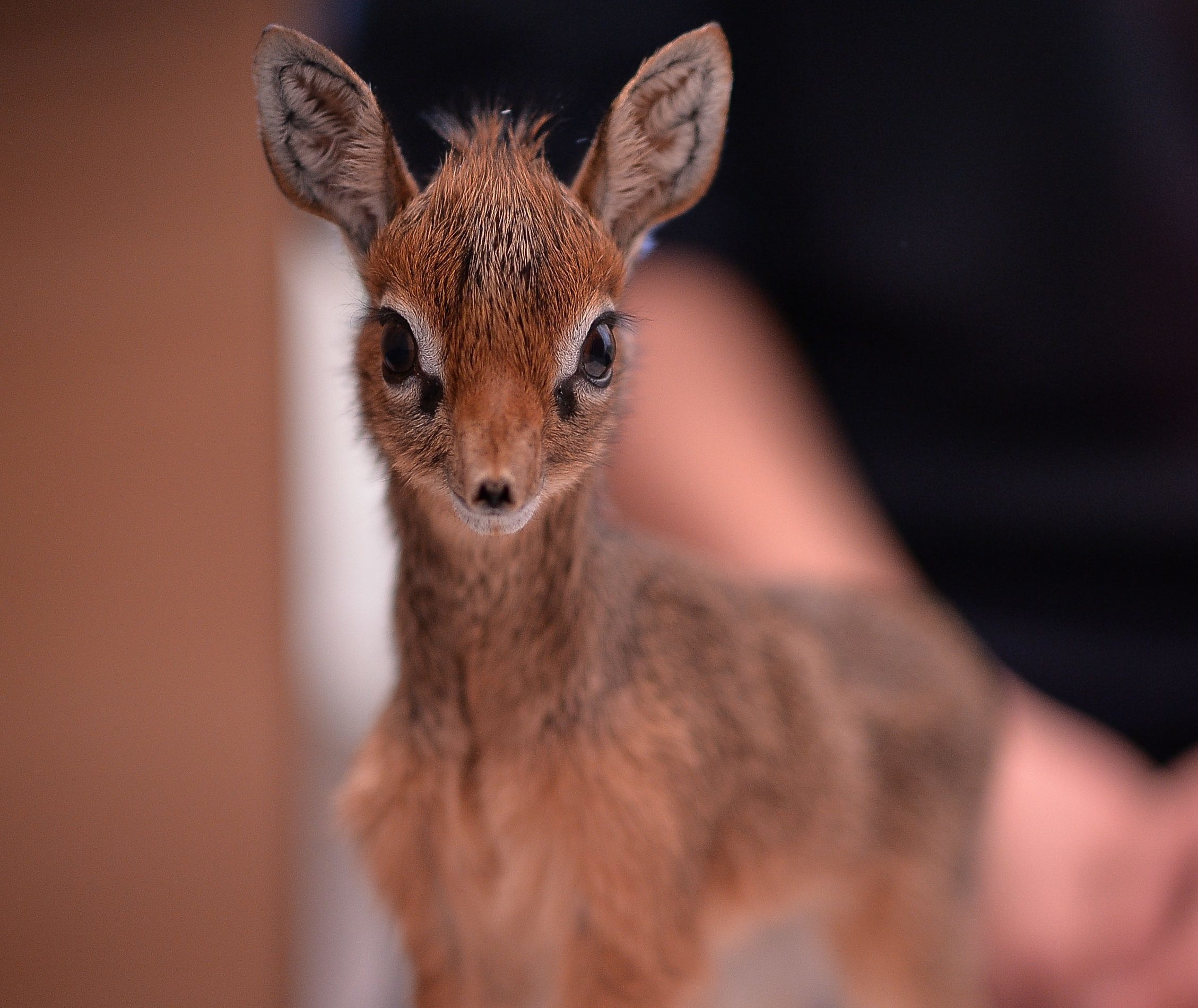 Tiny orphaned antelope which is being hand-reared by keepers at the zoo. (Steve Rawlins/Chester Zoo/PA Wire)