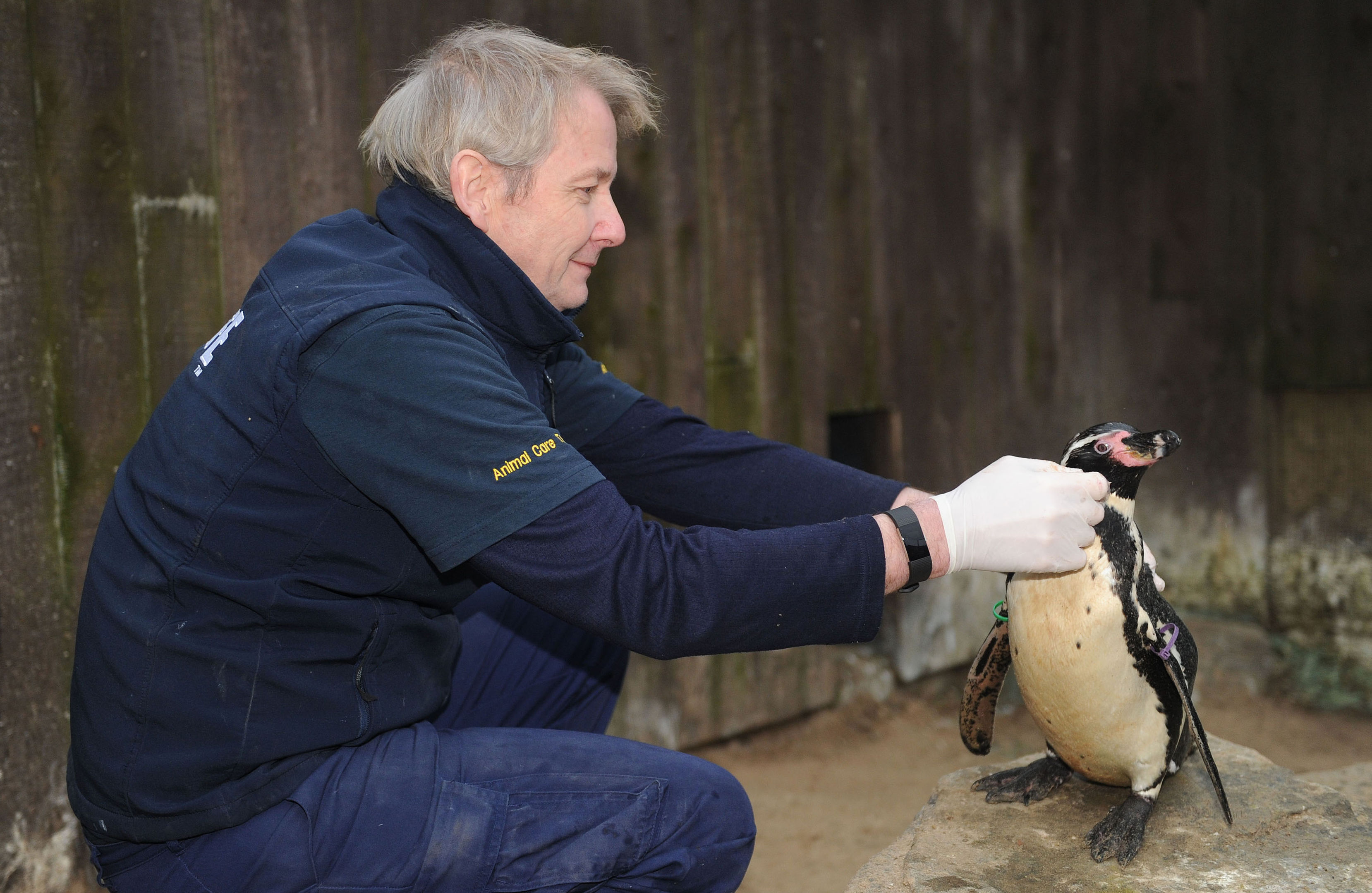 Dippy the Humboldt penguin who has forged a friendship with 57-year-old aquarist (Jeremy Durkin/Great Yarmouth Sea Life Centre /PA Wire)