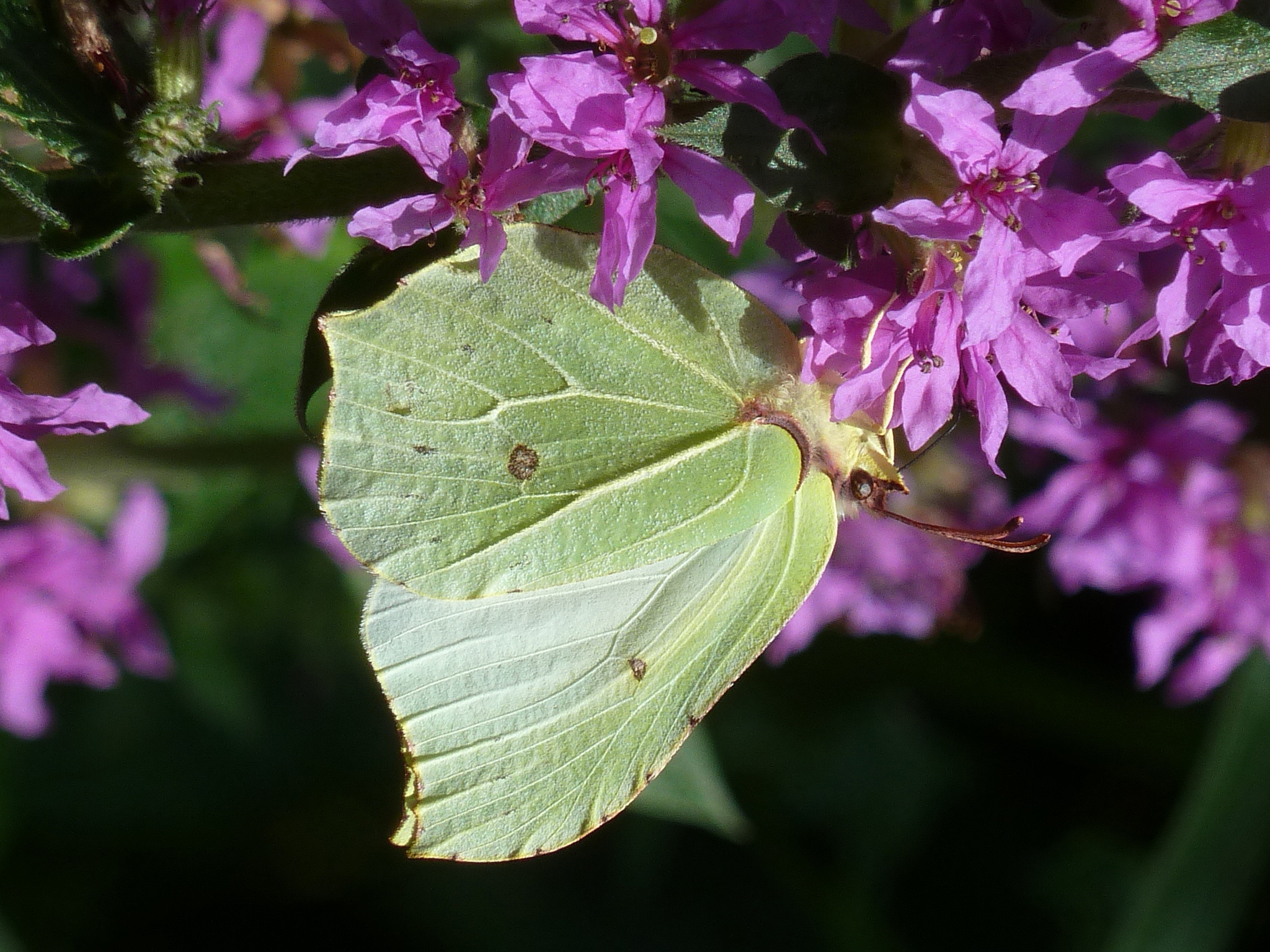 A Brimstone Butterfly (Nick Edge/ Butterfly Conservation/PA Wire)