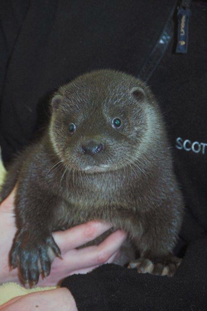 Otter cub