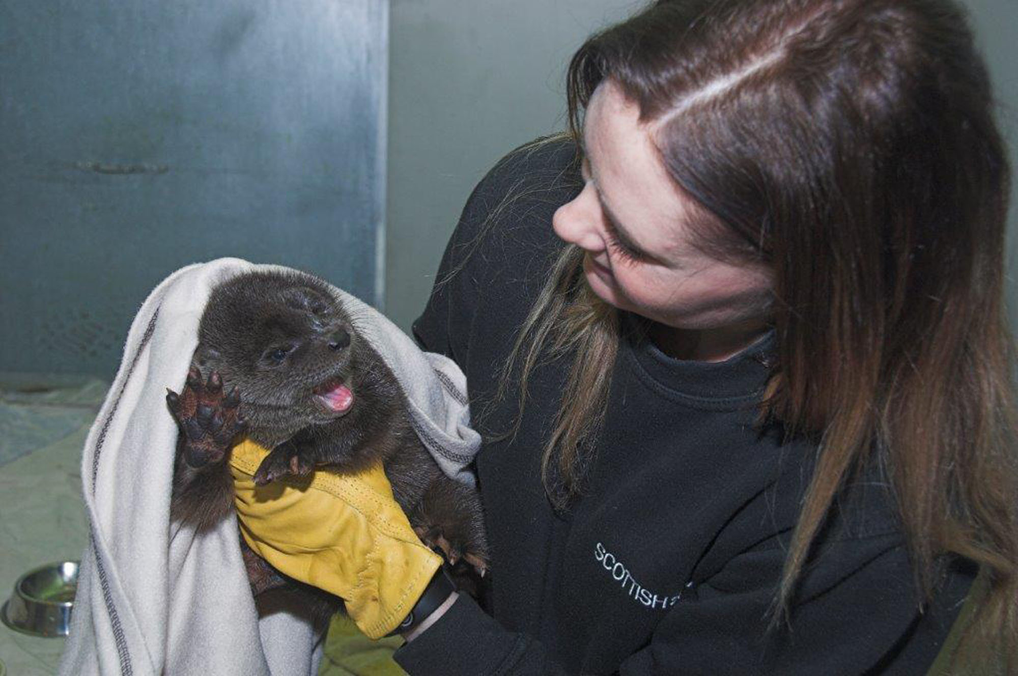 Abandoned otter cub Stream being cared for by Wildlife Assistant Nicola Turnbull at the Scottish SPCA centre in Fishcross  (SPCA/PA Wire)