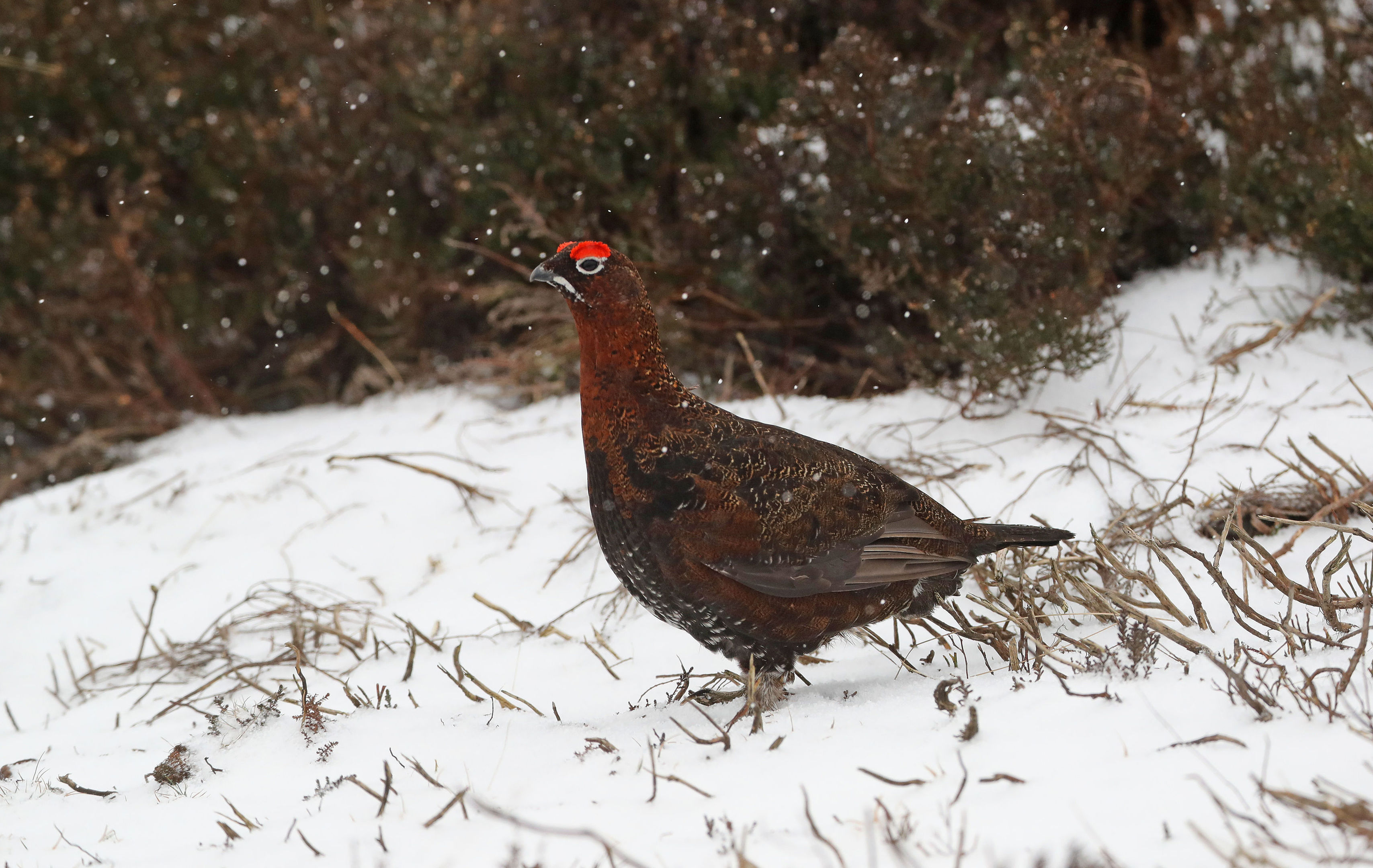 A grouse in the snow, as a mini cold snap brought snow to parts of the UK.     (Owen Humphreys/PA Wire)