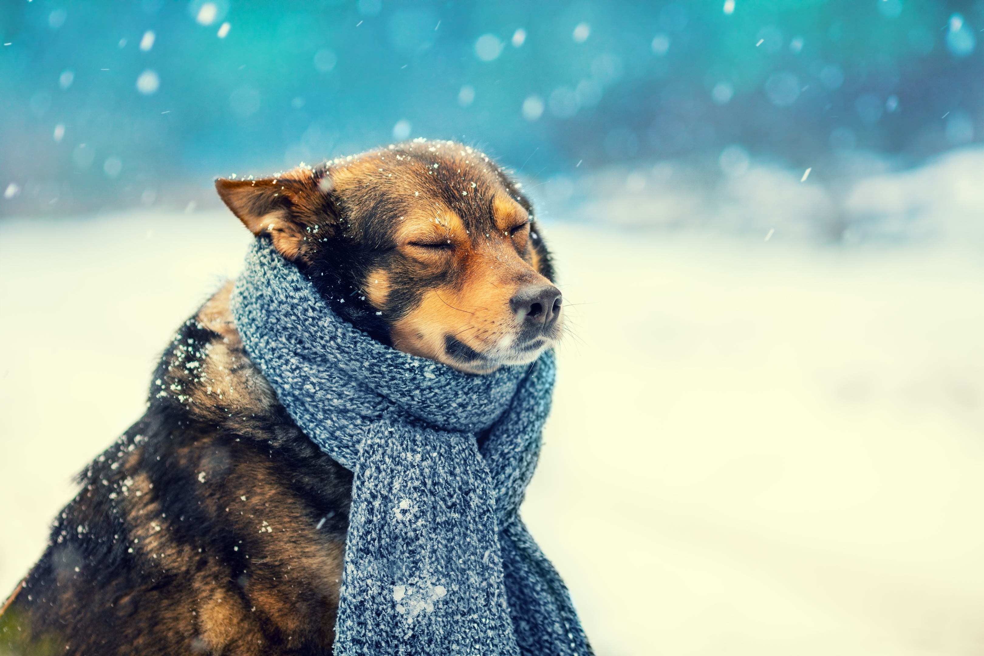 Dog in knitted scarf