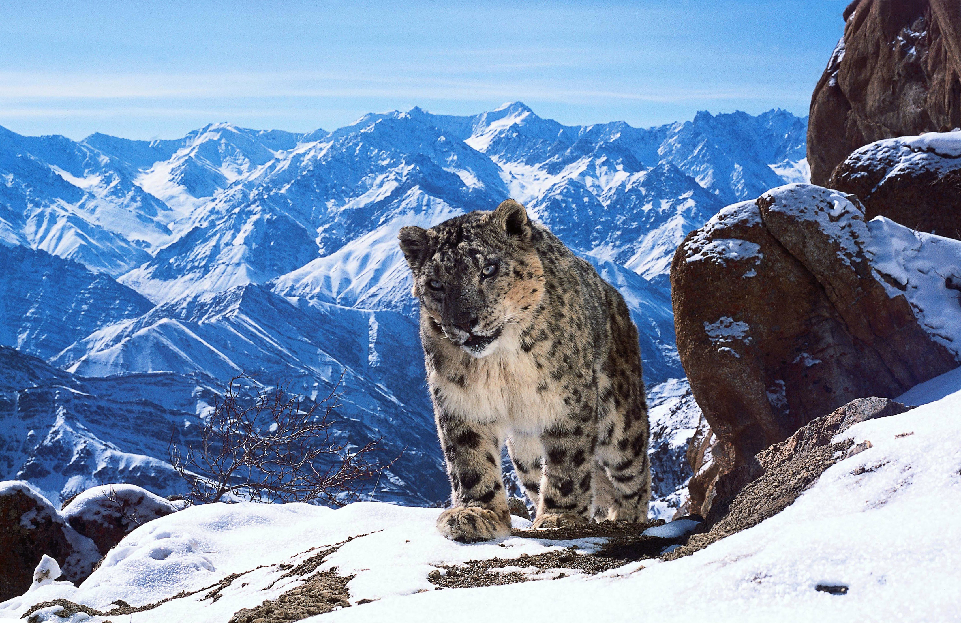 The last season of Planet Earth included some incredible footage of elusive snow leopards (BBC Planet Earth II, David Willis)