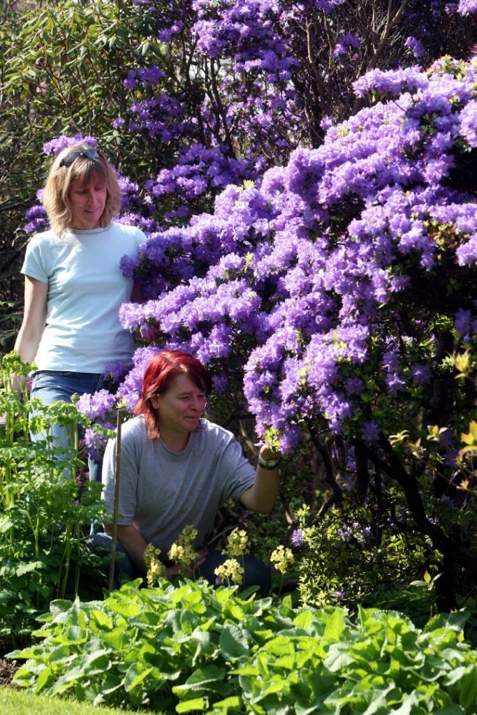 Pictured, left back is Wilma MacKinnon (HNC in Horticulture) and right bottom is Adrienne Robinson (name correct, National Qualification in Horticulture). The pair are taking a closure look at the Rhododendron 'Blue Diamond'.